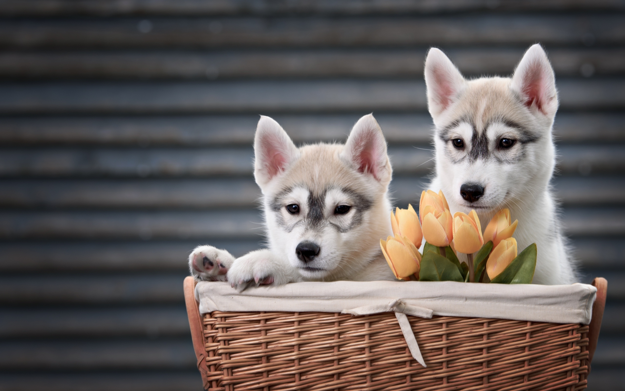Два маленьких щенка хаски в корзине с тюльпанами