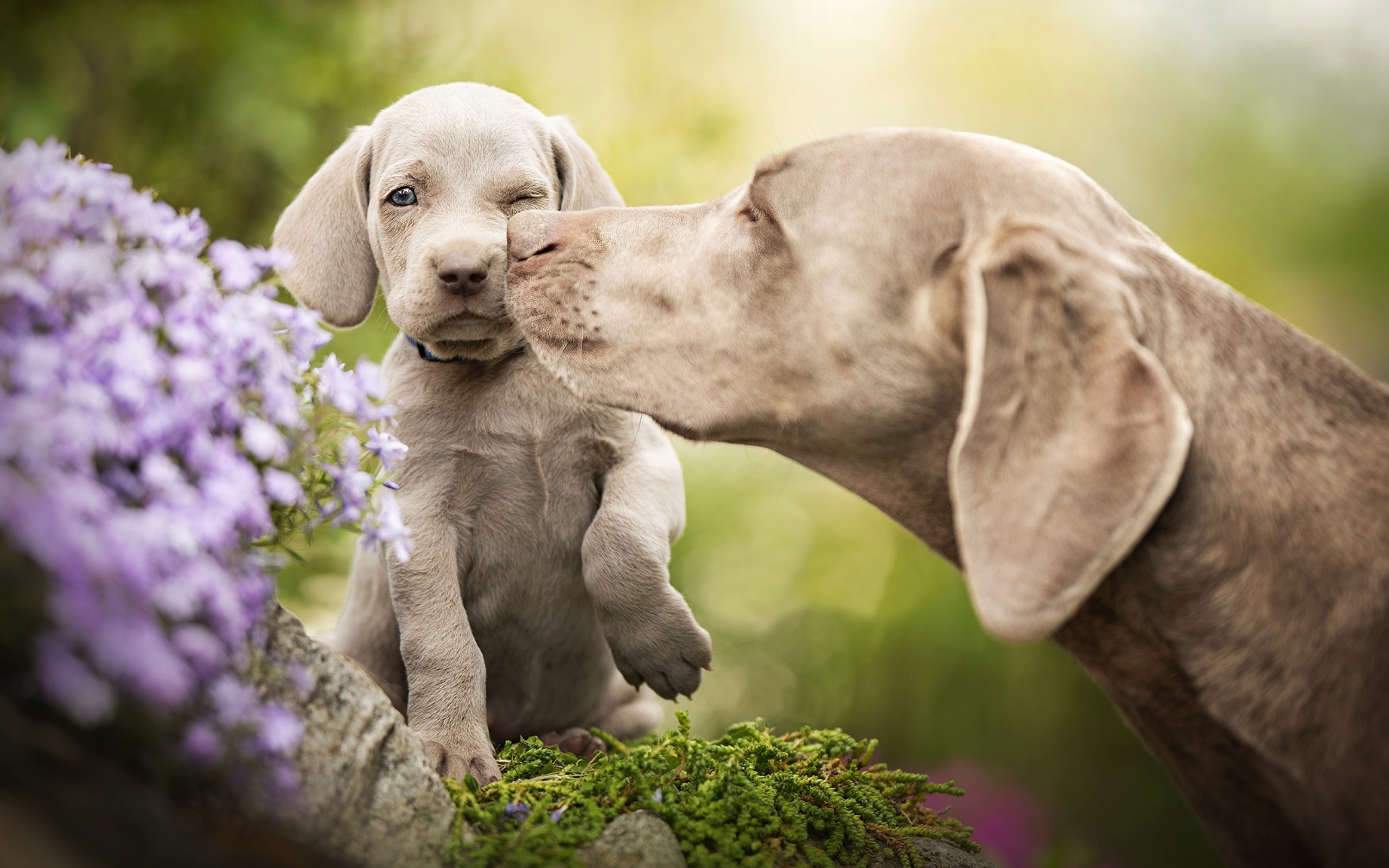 Собака породы Веймаранер со щенком