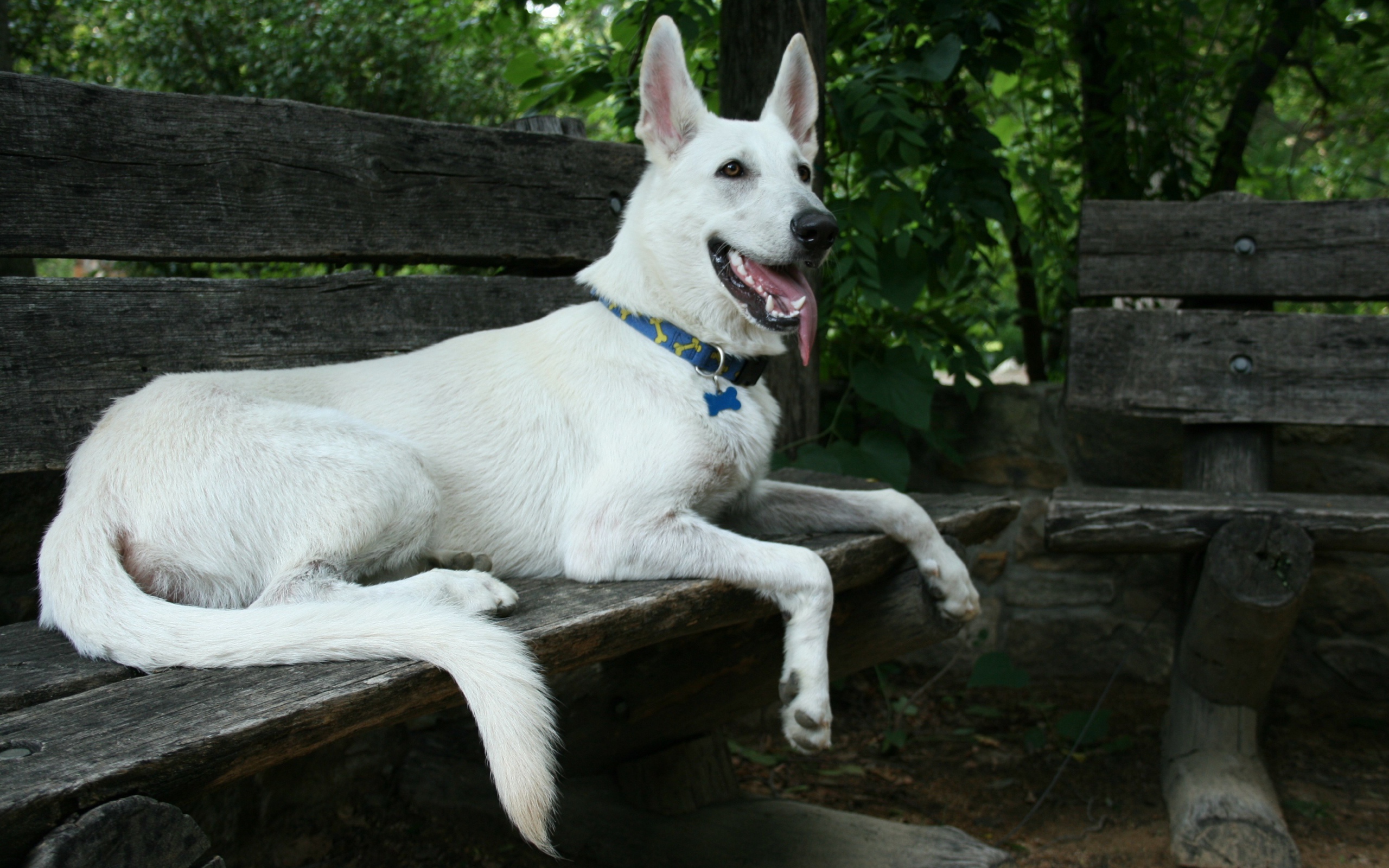 Белая швейцарская овчарка лежит на деревянной лавке