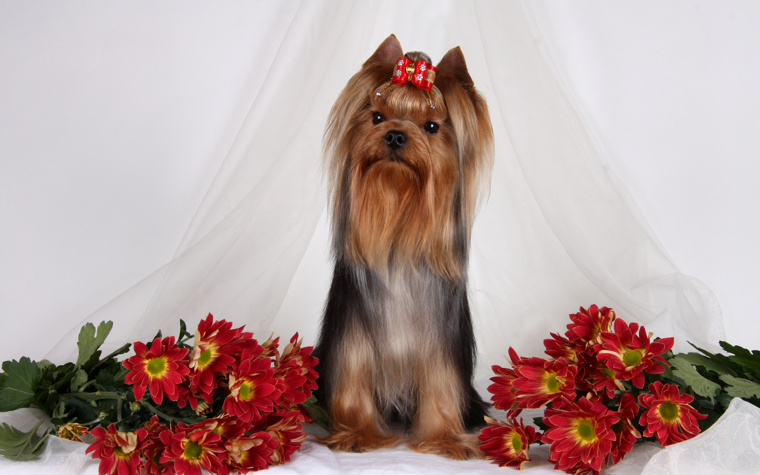 Йоркширский терьер с цветами хризантемы