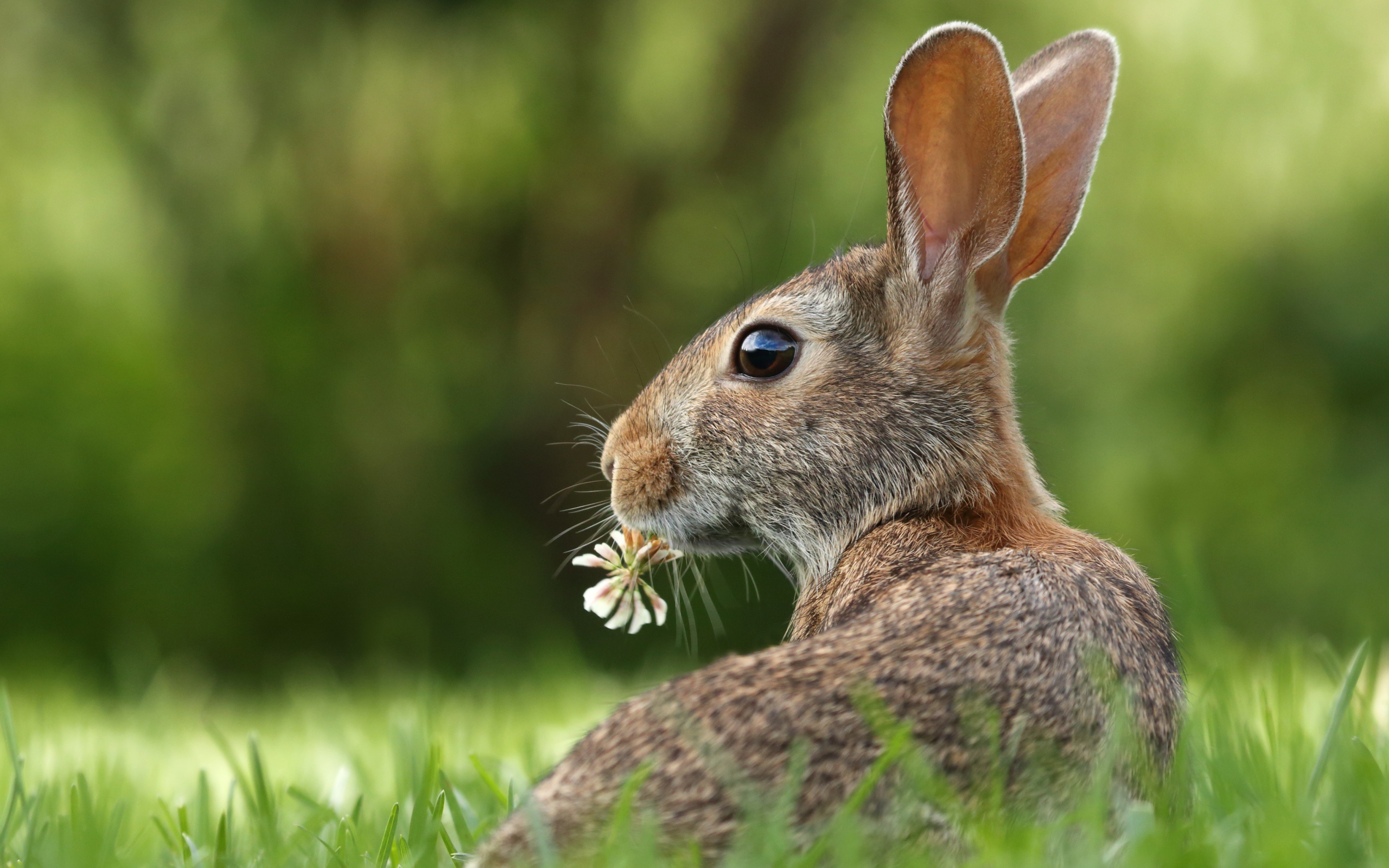 Big gray hare in the green grass