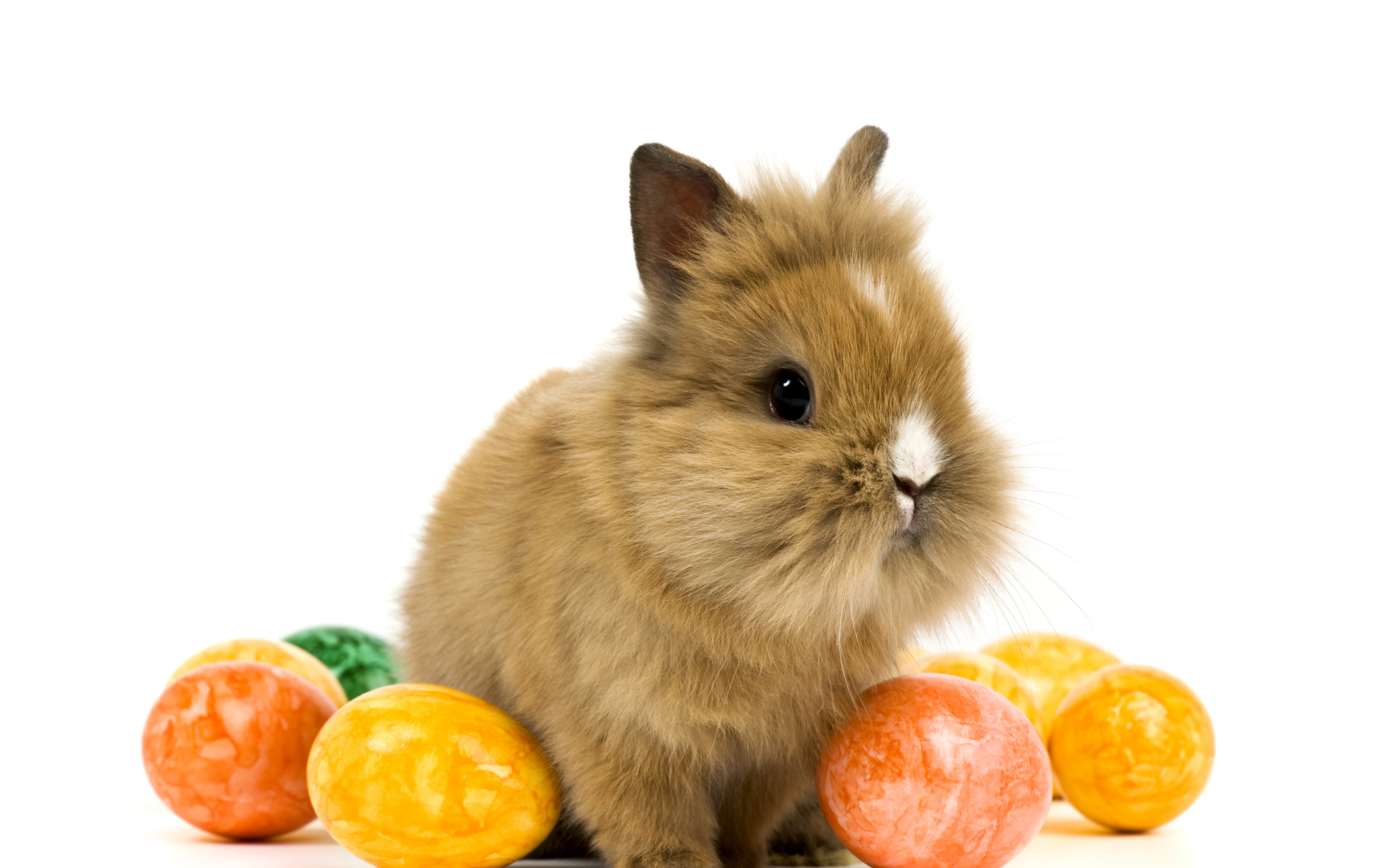 Декоративный кролик с крашеными яйцами на белом фоне