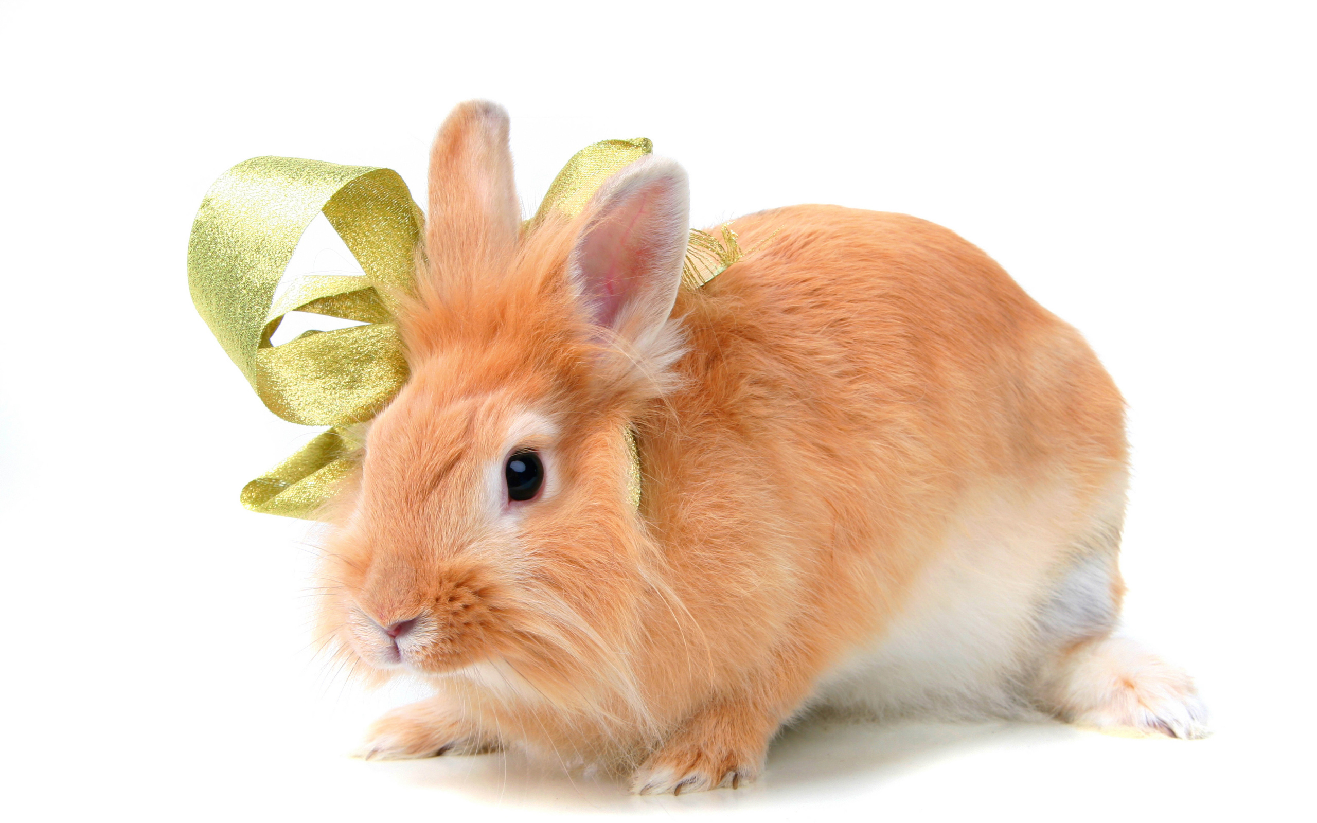Рыжий пушистый декоративный кролик в бантом на белом фоне
