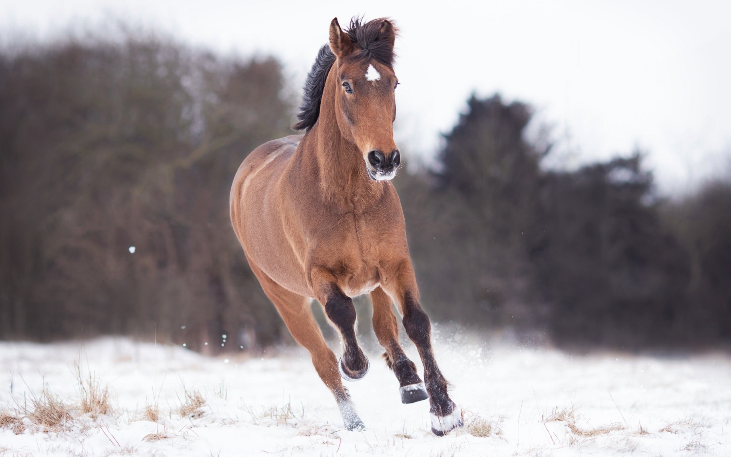 A brown horse runs through the snow
