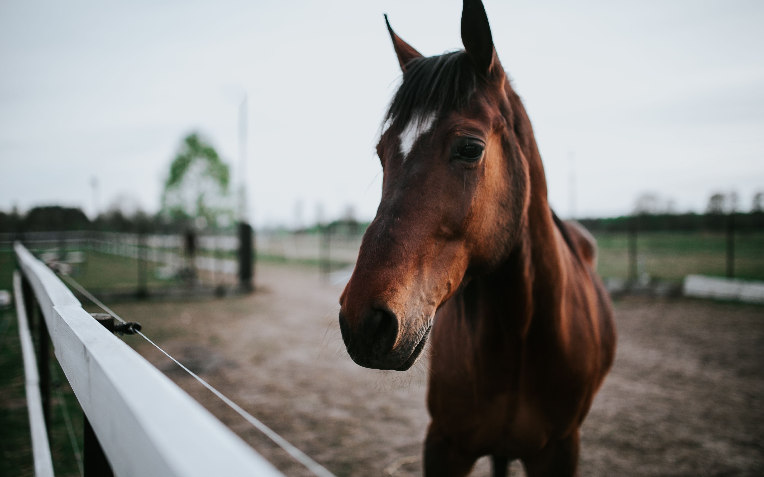 Красивый коричневый конь на ферме крупным планом