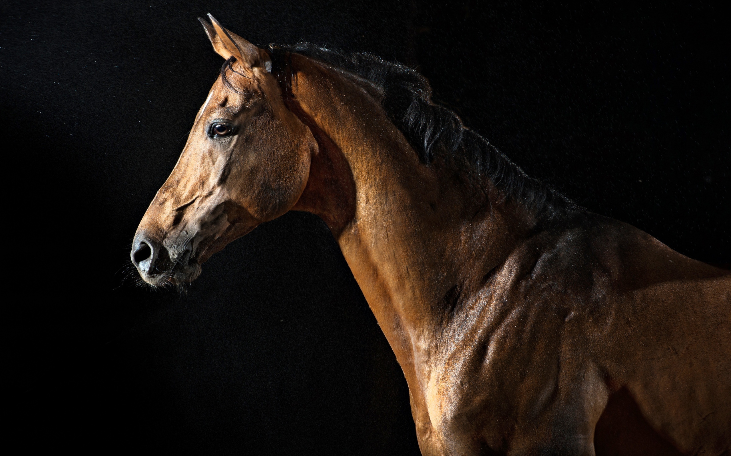 Big brown horse on a black background