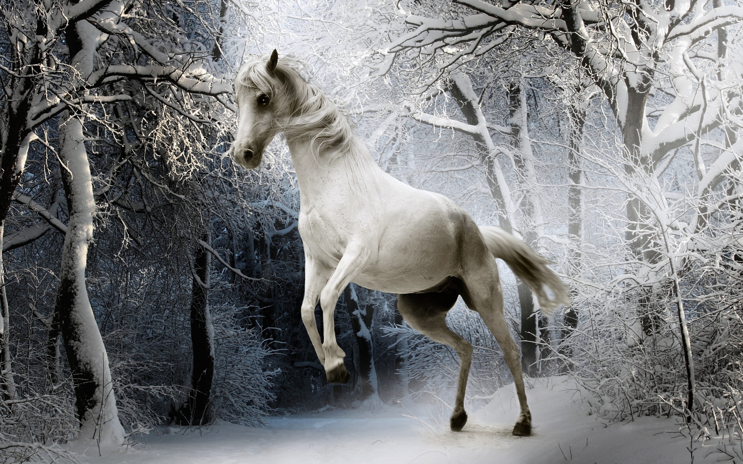 Белая лошадь в покрытом снегом лесу