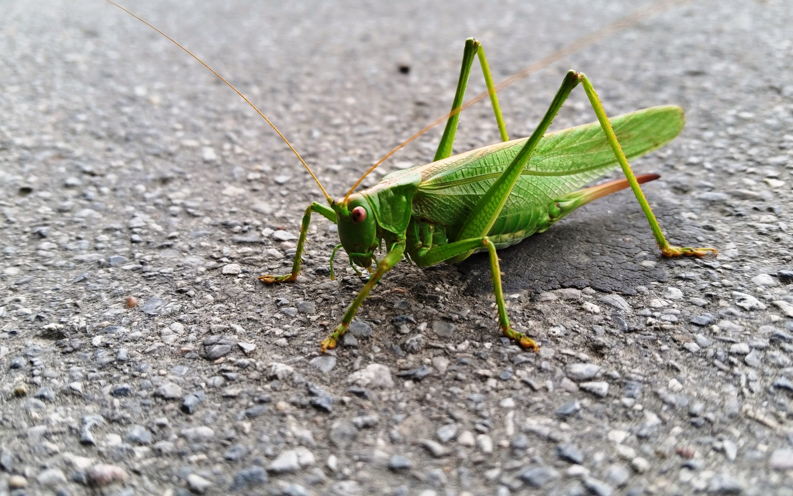 Большой зеленый кузнечик сидит на асфальте
