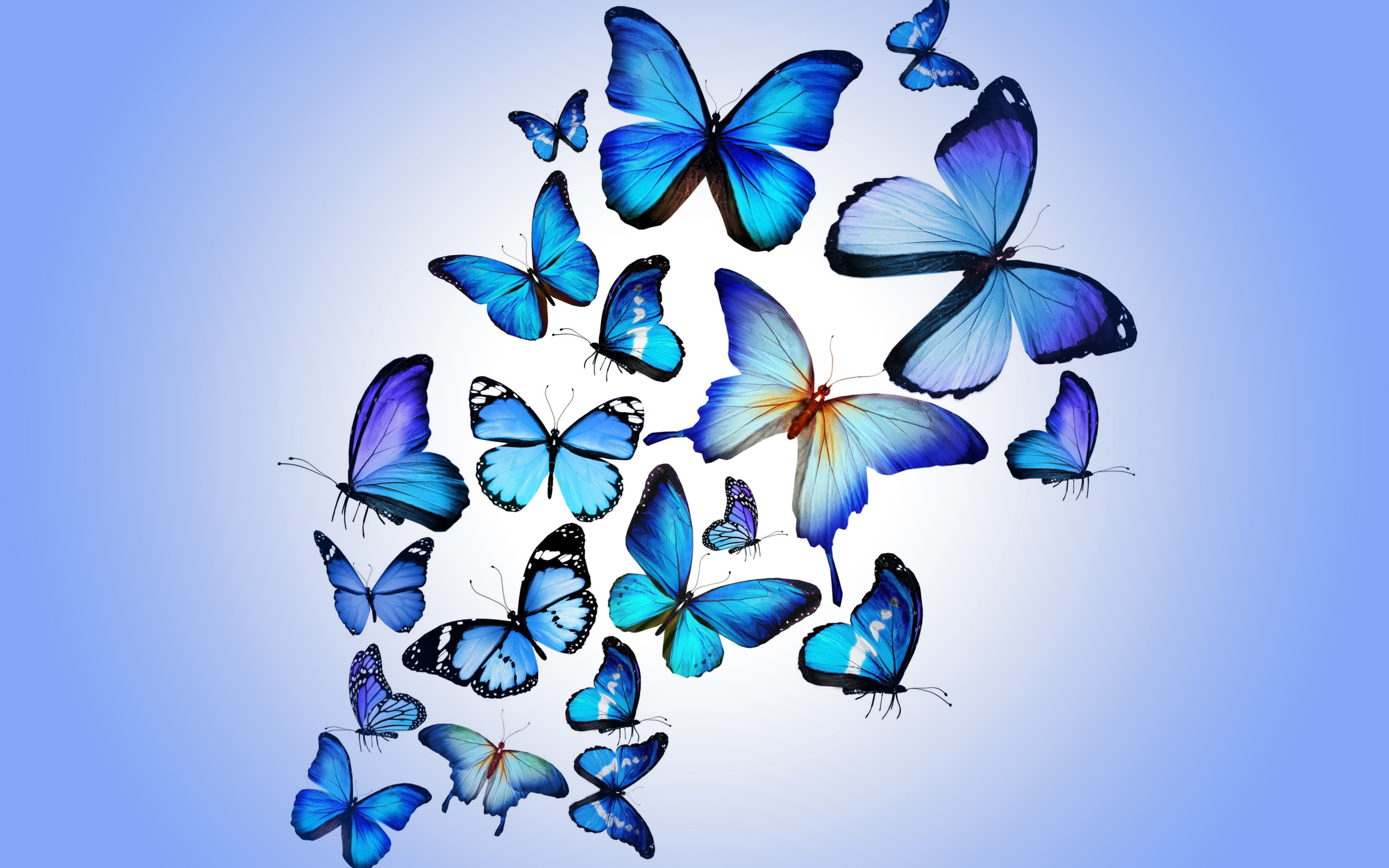A lot of blue butterflies on a blue background