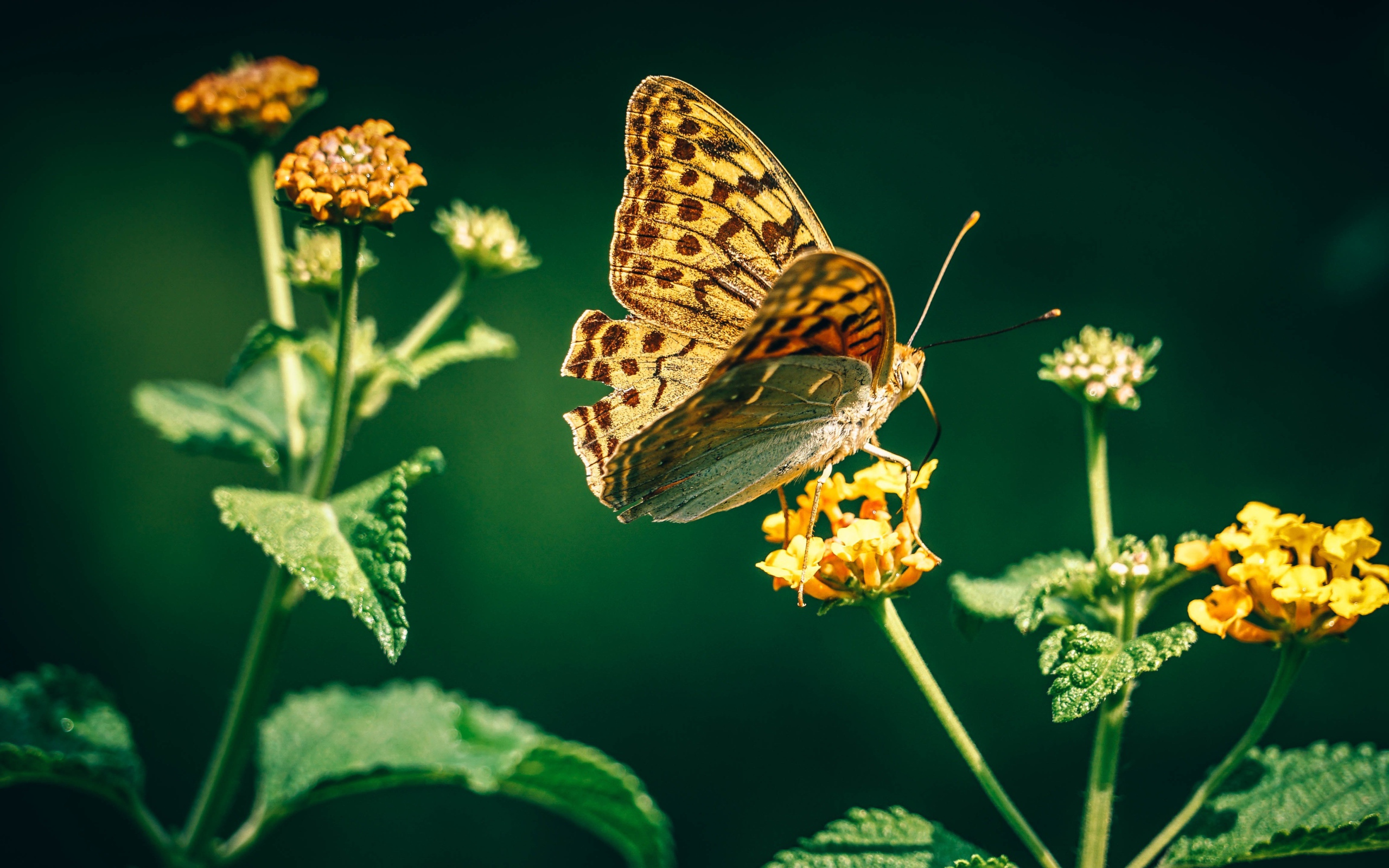 Красивая бабочка на оранжевом цветке