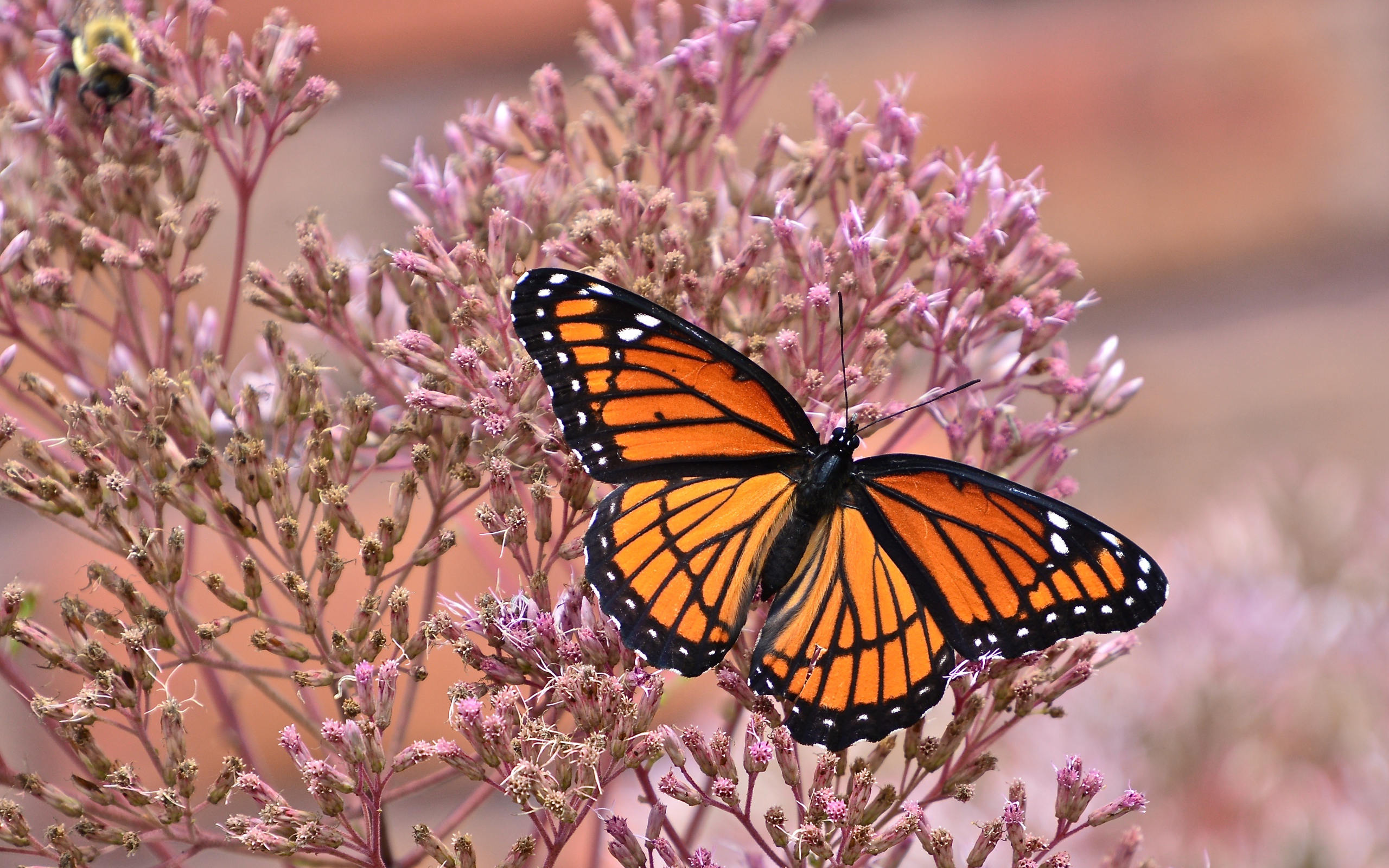 Бабочка на розовом цветке крупным планом