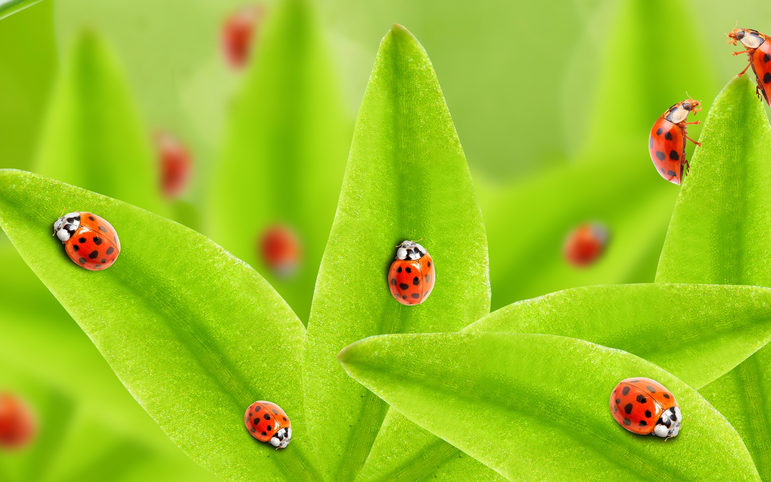Много божьих коровок на зеленых листьях