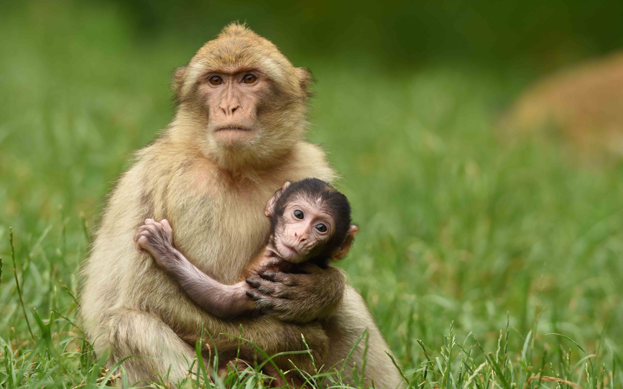 Маленькая обезьяна на руках у мамы 