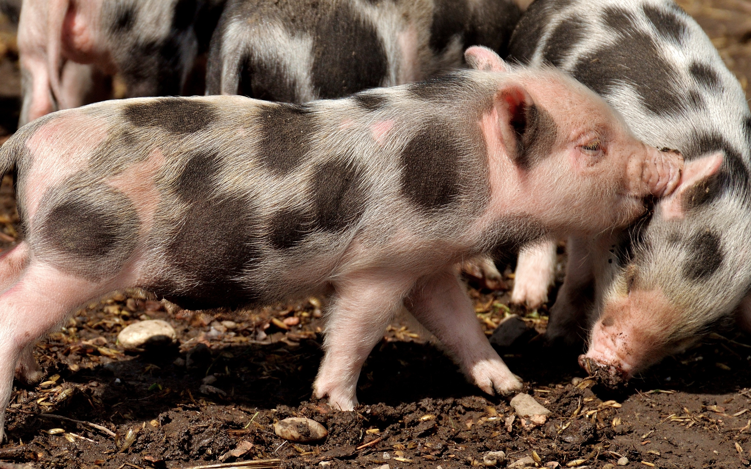 Забавные пятнистые поросята на земле