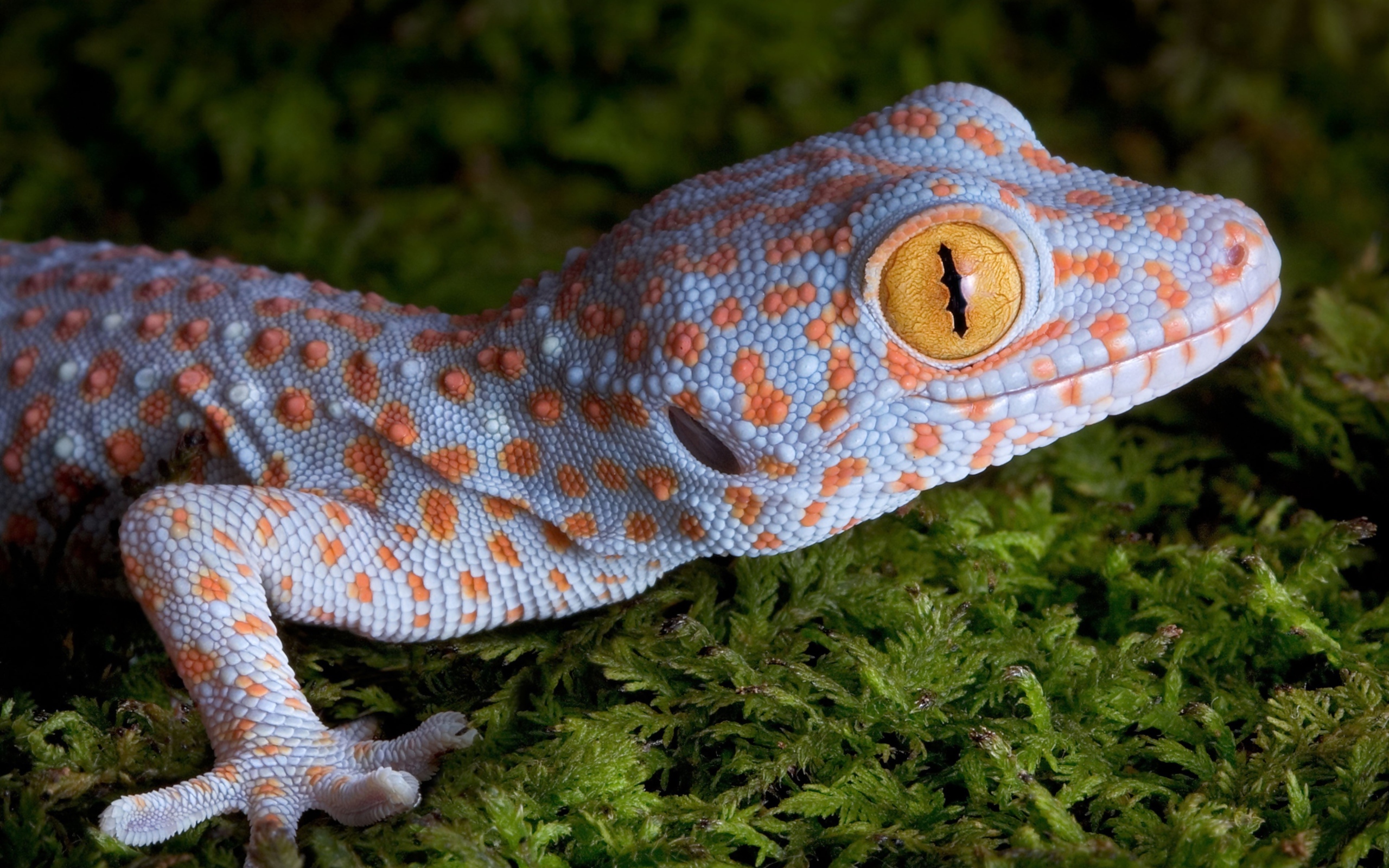 Геккон с большими желтыми глазами