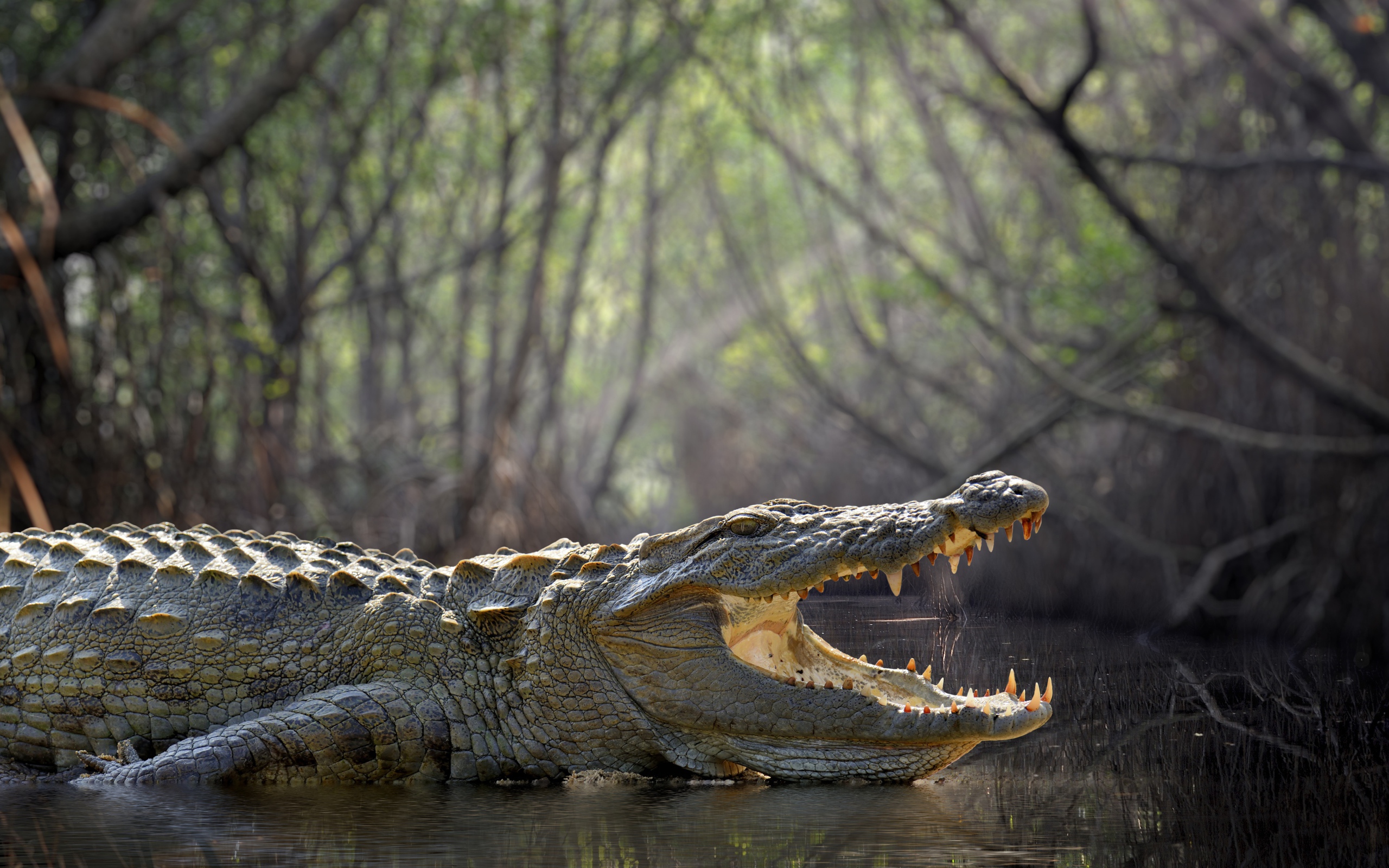 Large crocodile with open mouth in water