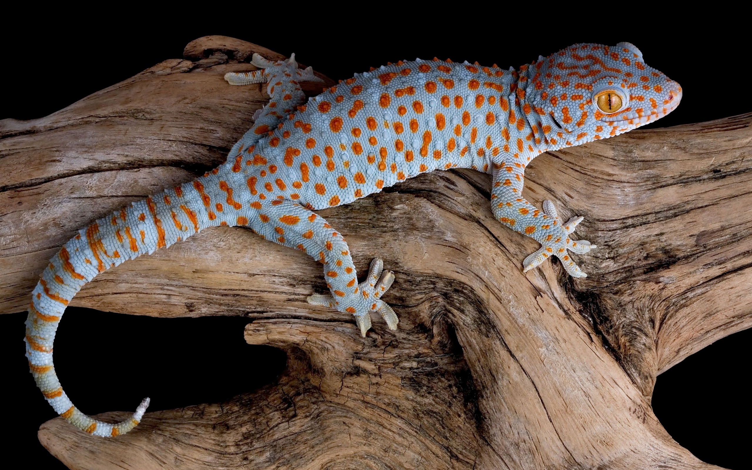 Голубой геккон Токи сидит на сухой коряге