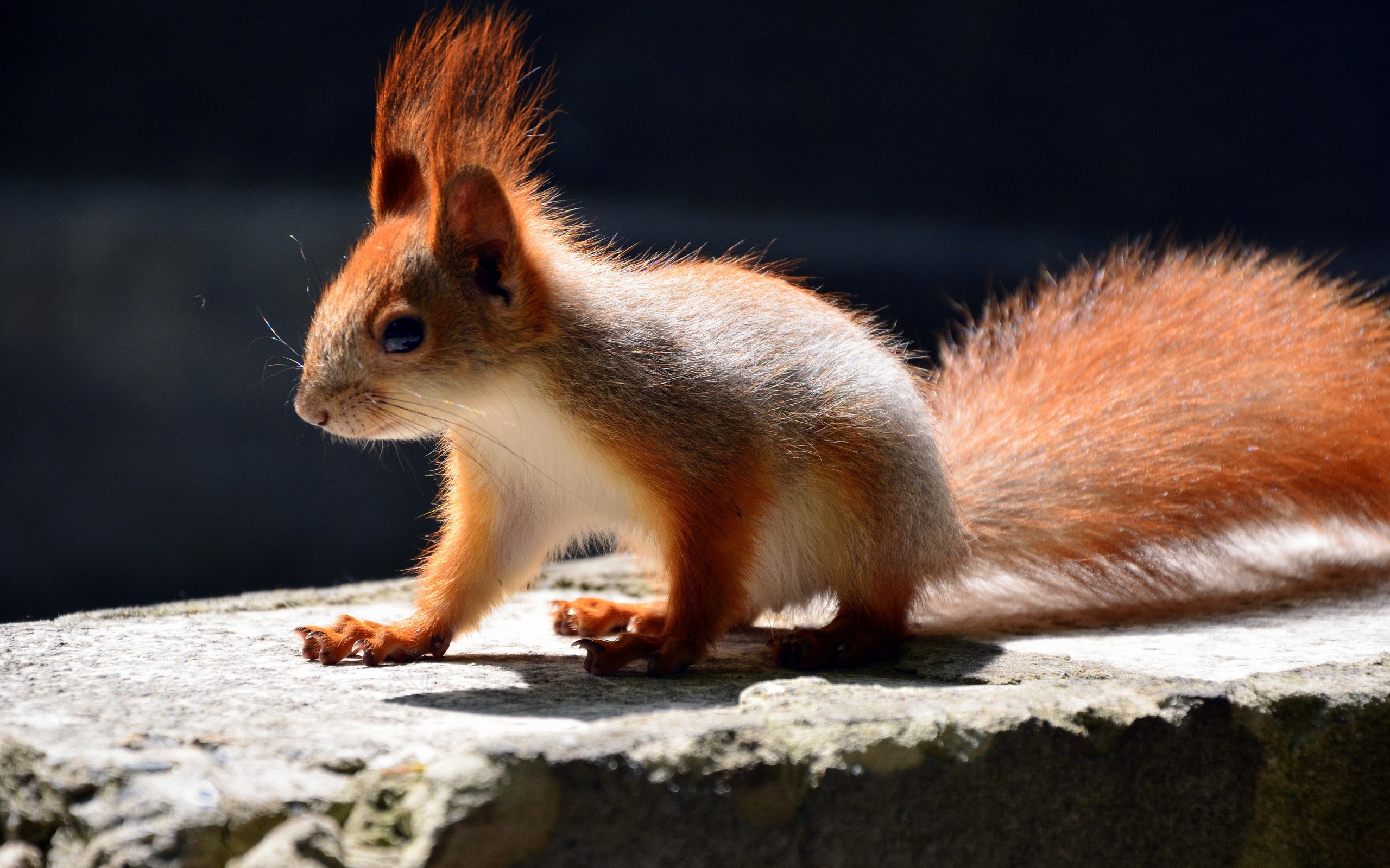 Маленькая белочка в лучах солнца