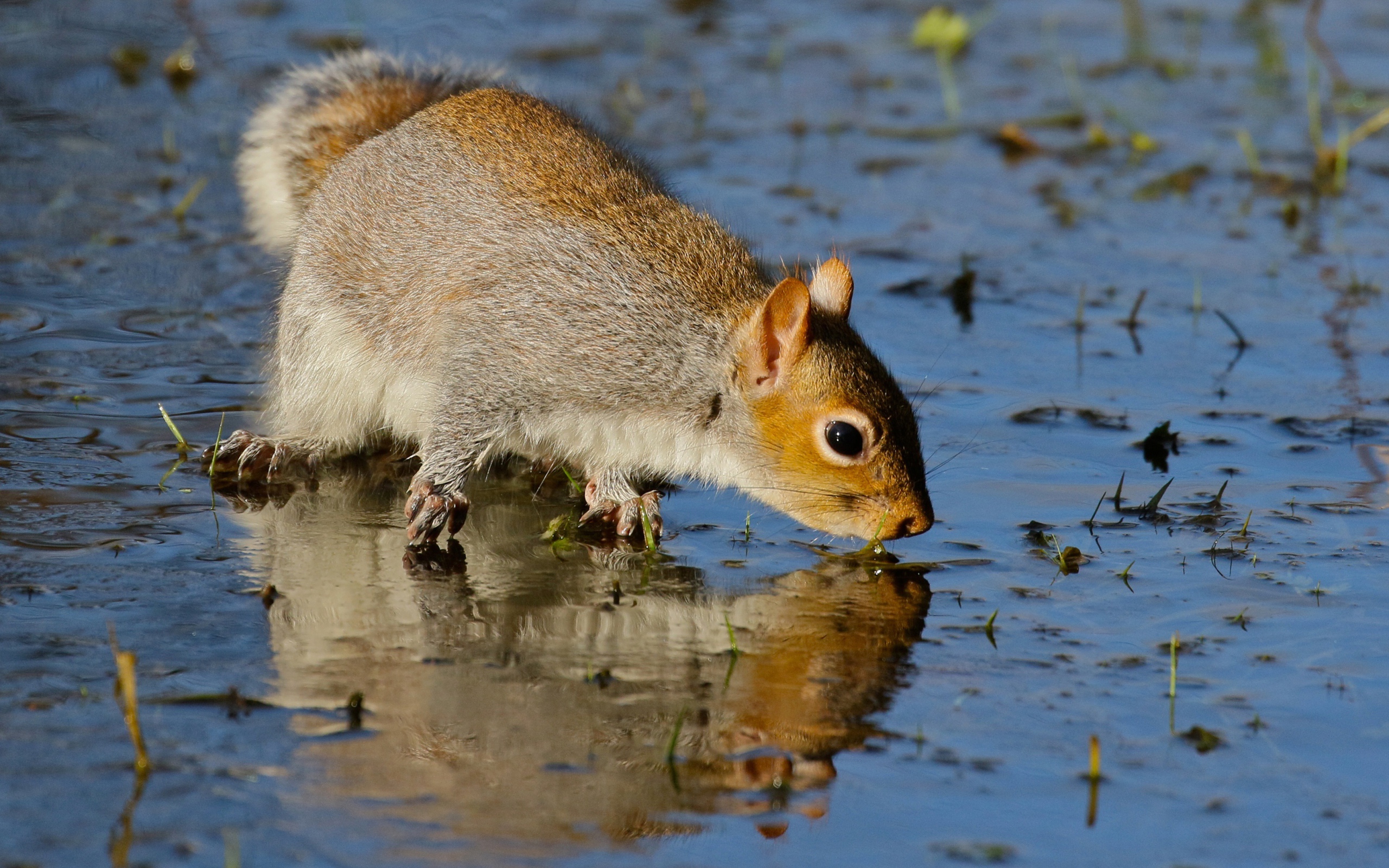 Белка отражается в воде