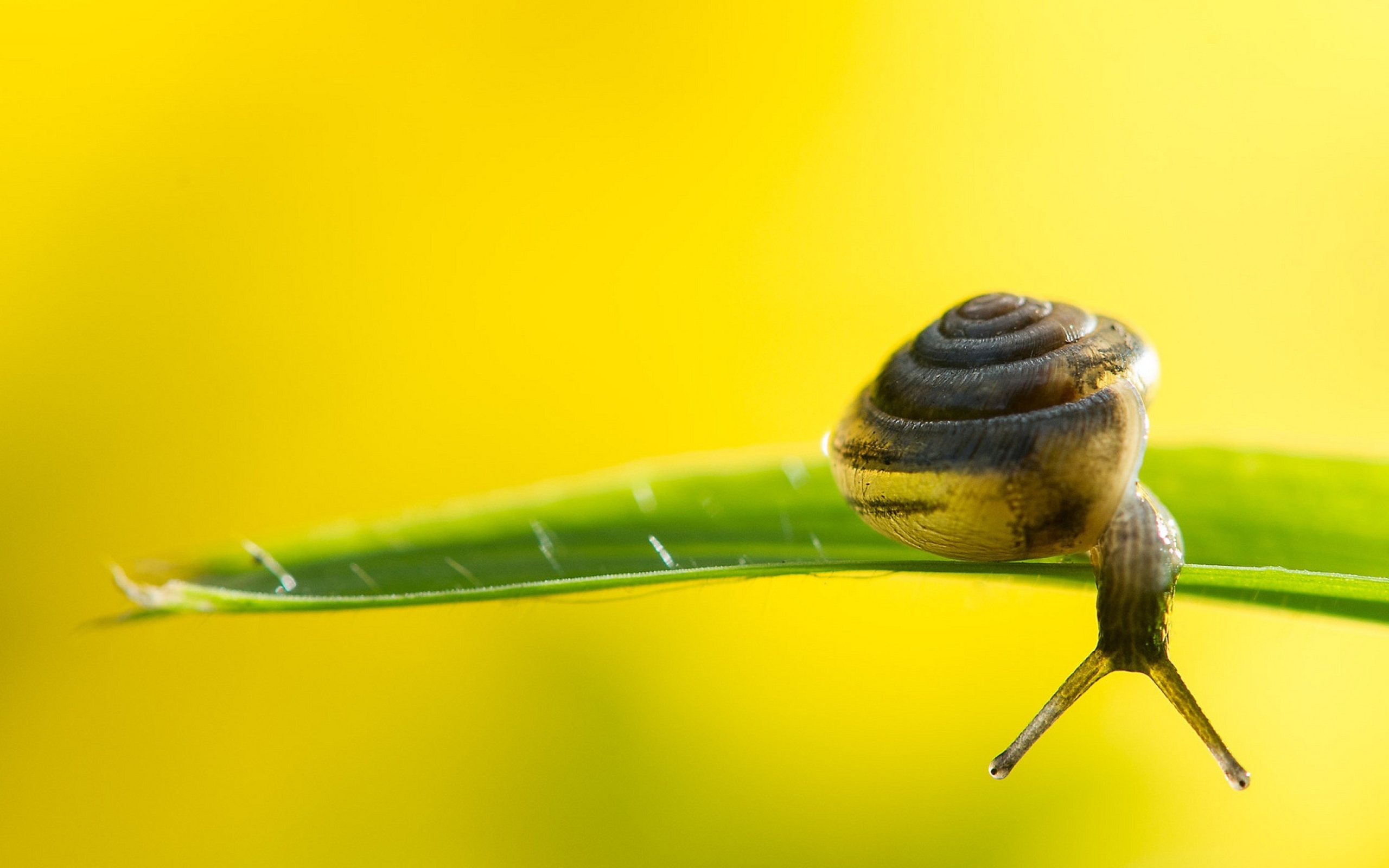 Улитка на зеленом листке на желтом фоне 