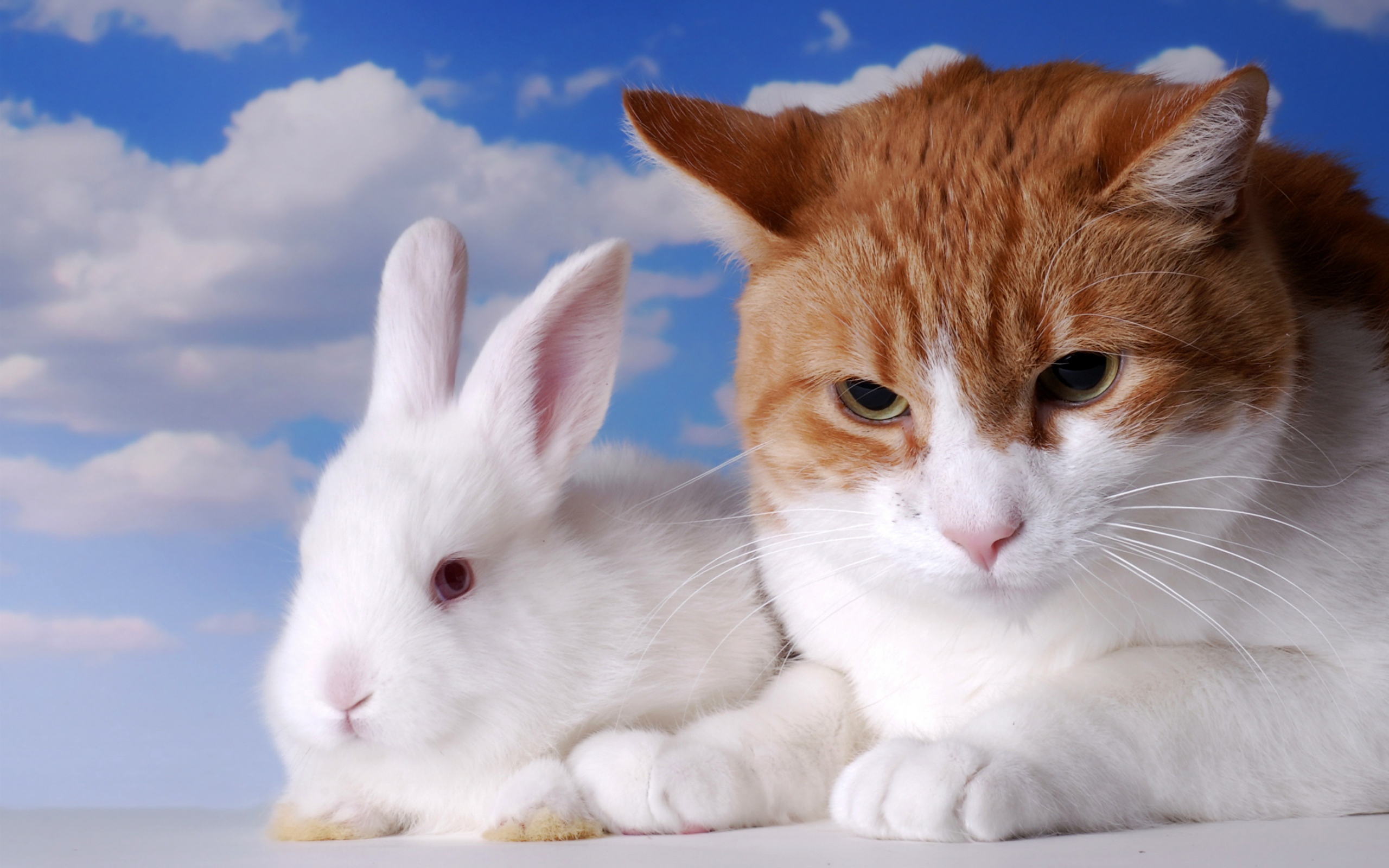 Хмурый рыжий кот и белый декоративный кролик на фоне неба