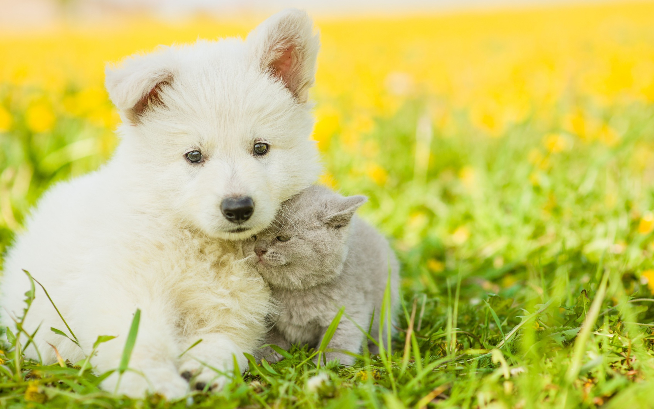 Маленький белый щенок с серым котенком на траве 