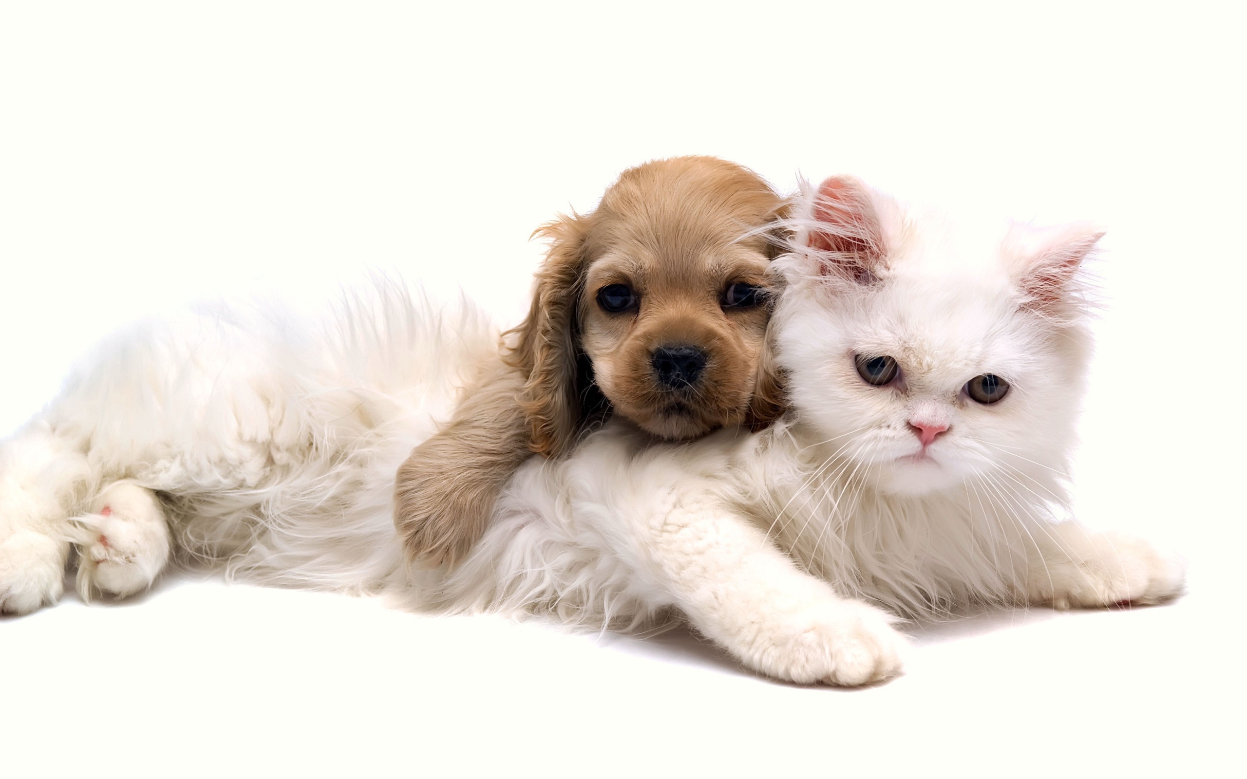 White cat with a puppy on a white background