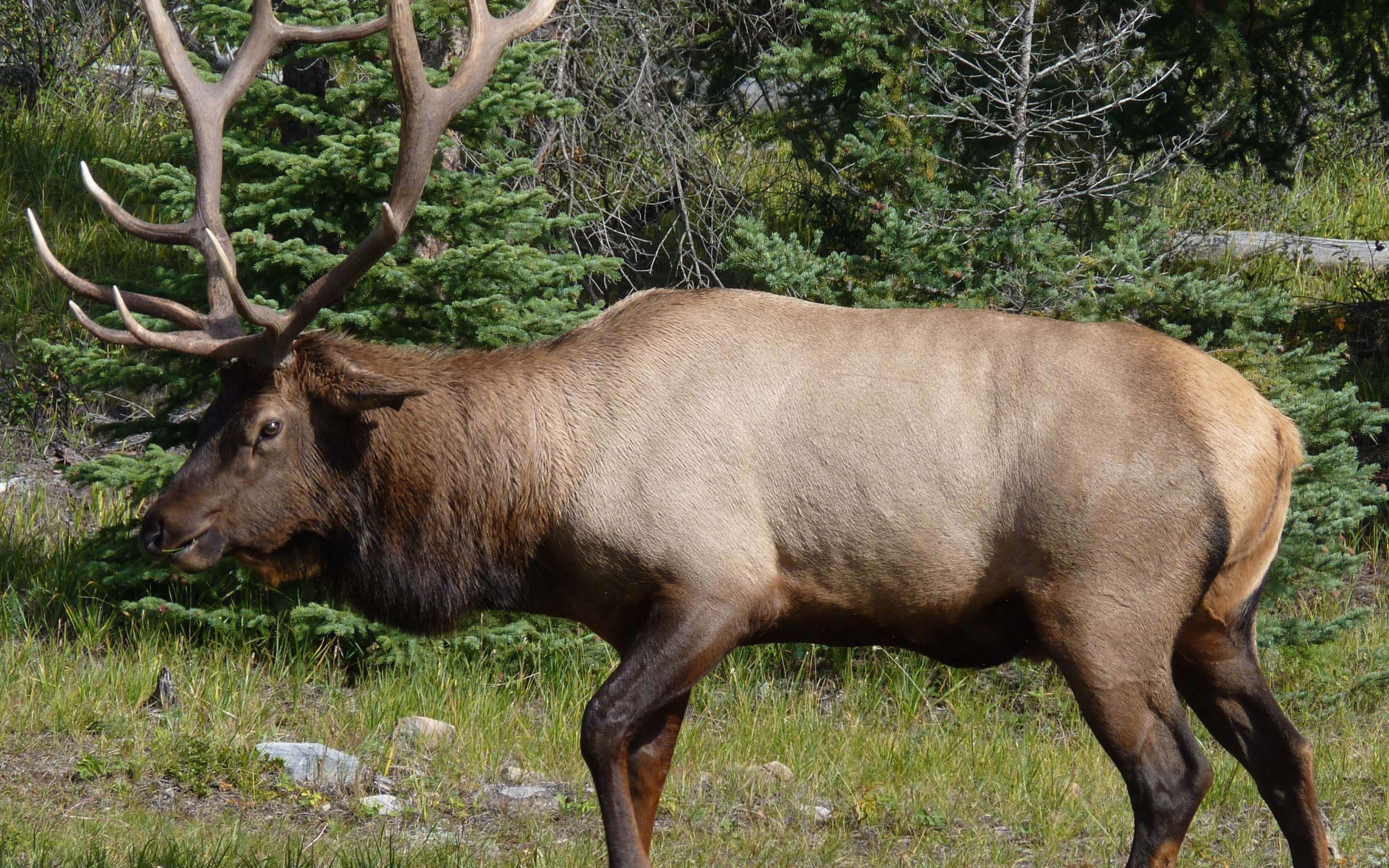 Олень с большими рогами в лесу