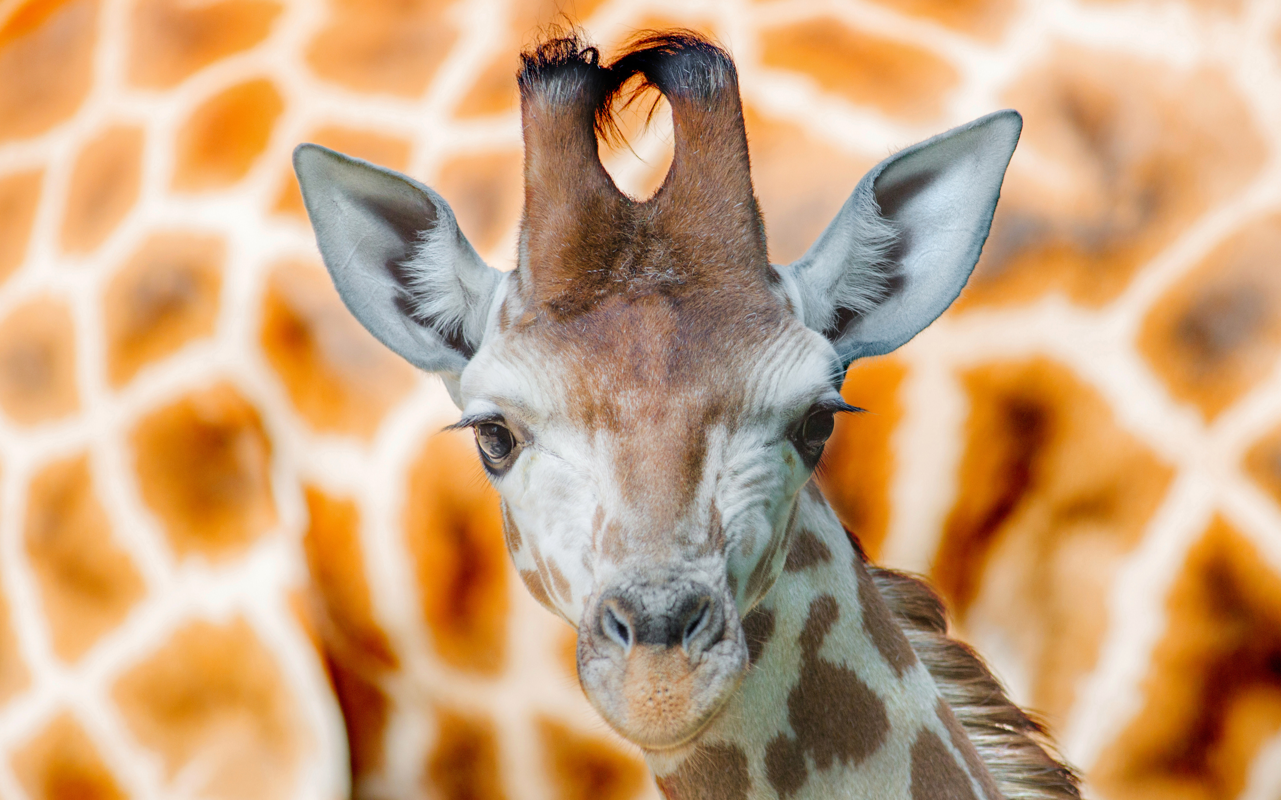 Морда жирафа крупным планом 