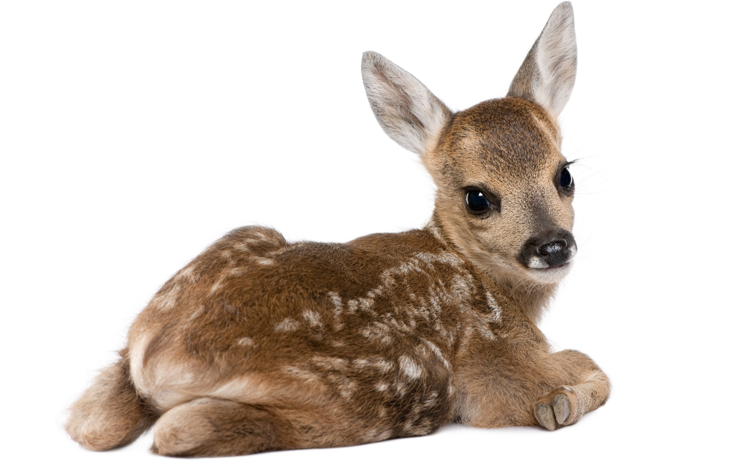 Маленький олененок на белом фоне
