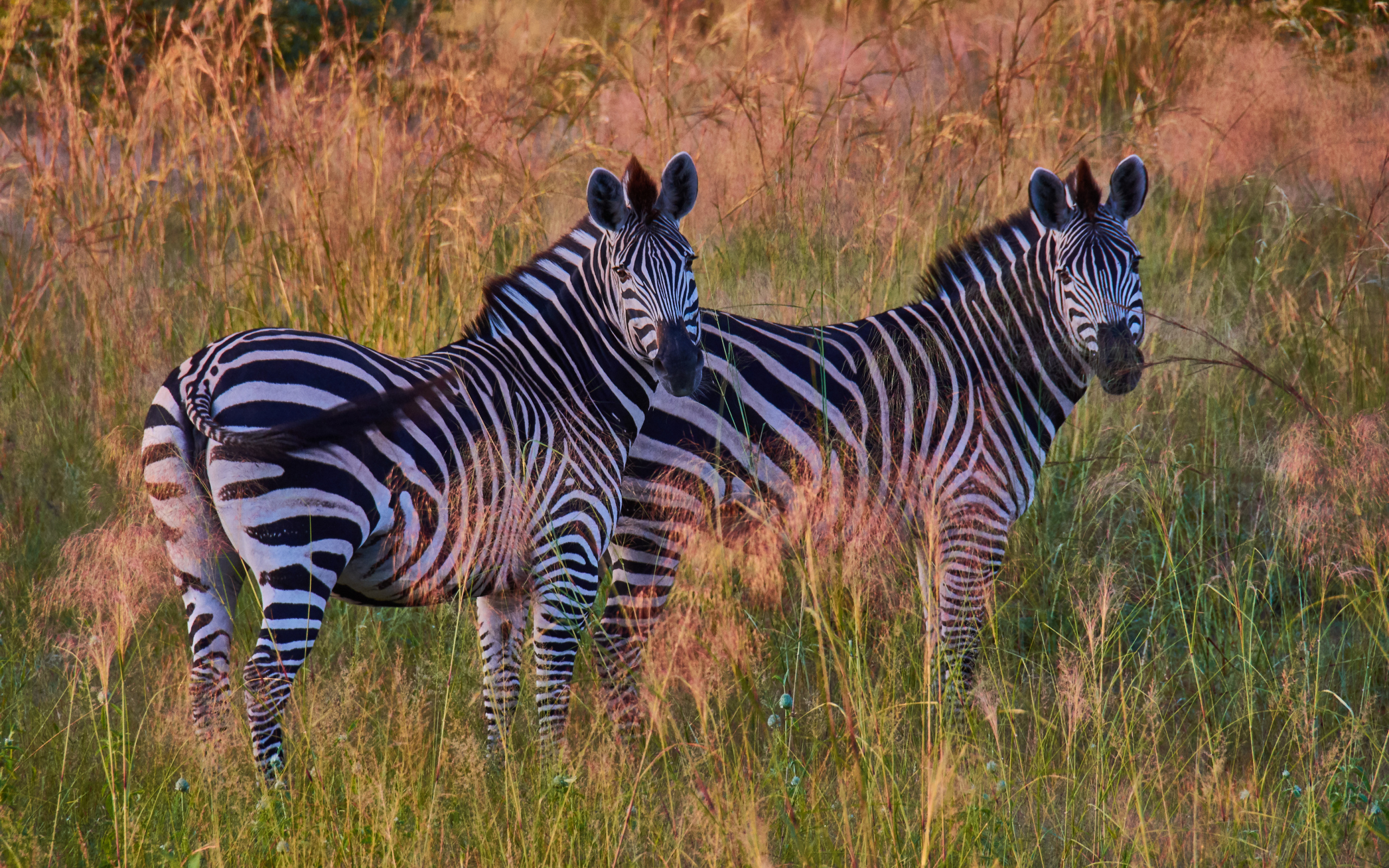 Две полосатые зебры в траве