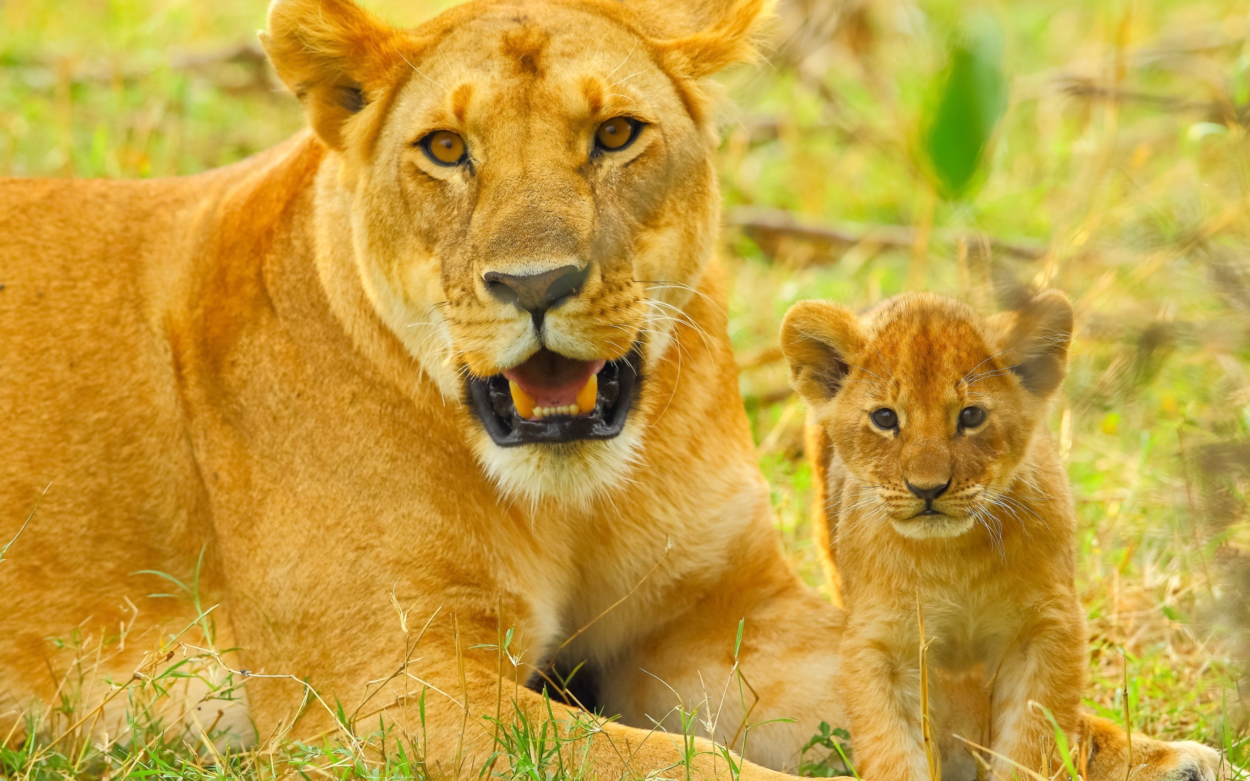 Большая львица с маленьким львенком лежат на зеленой траве