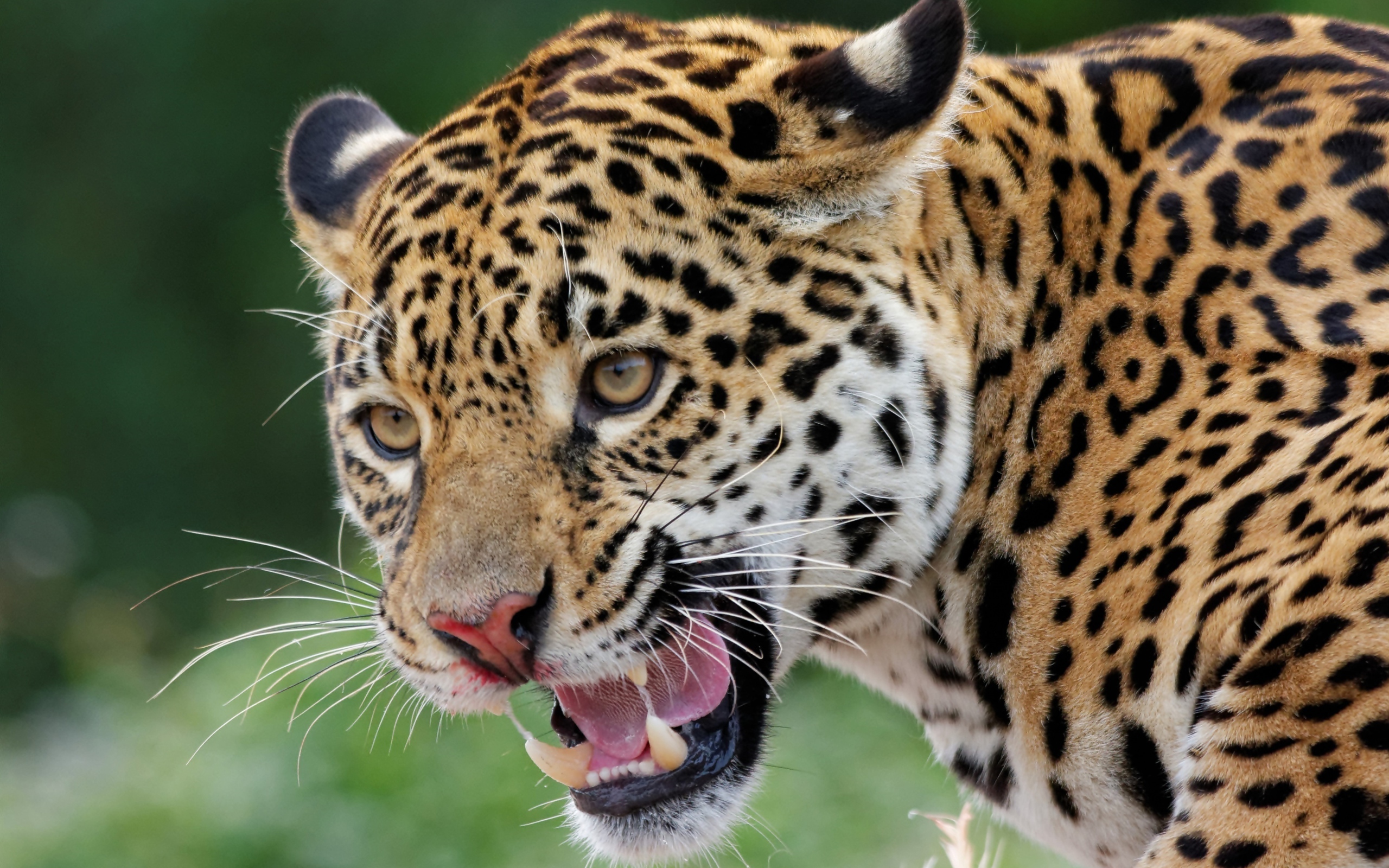 Большой пятнистый ягуар с открытой пастью