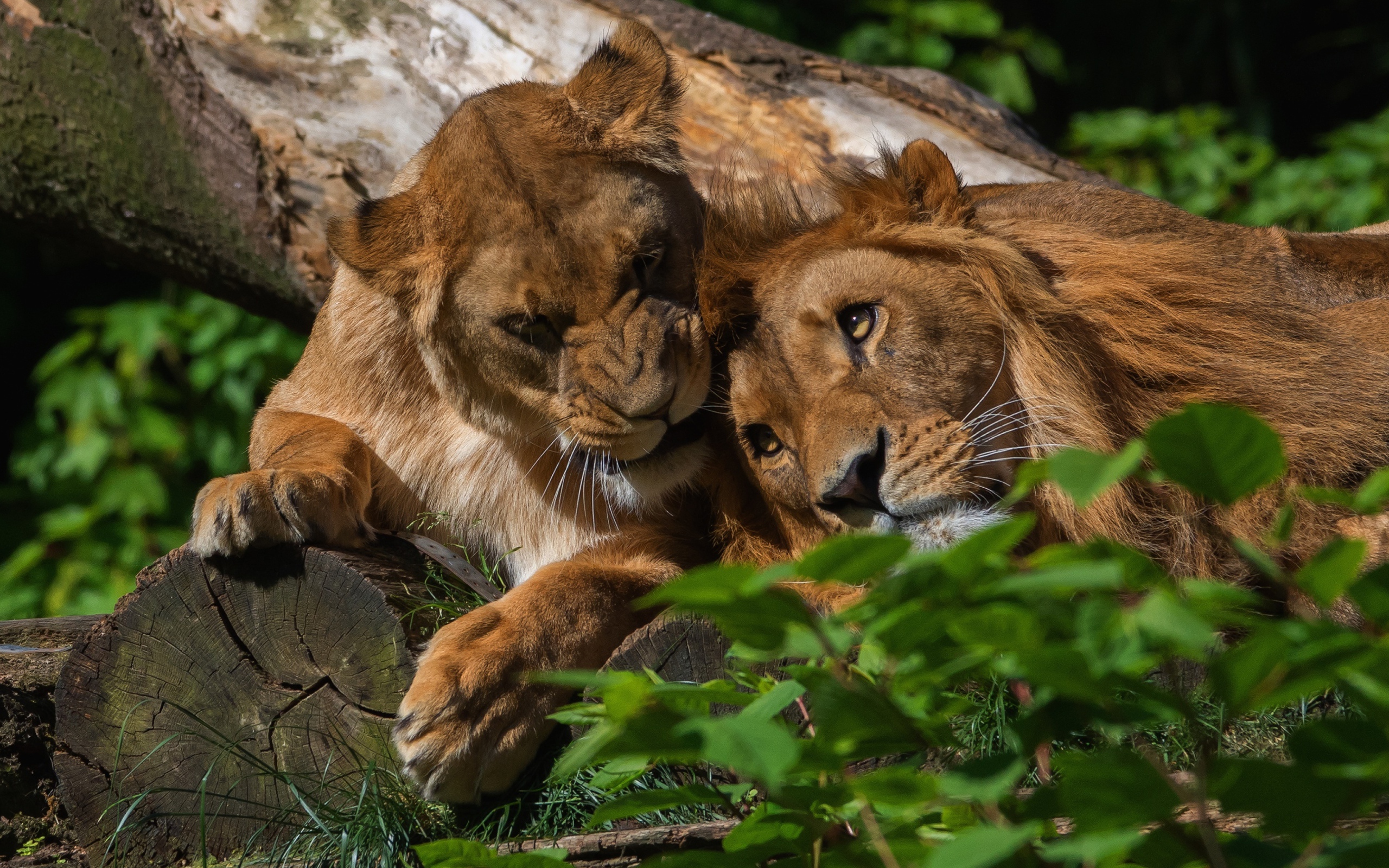 Лев и львица лежат на дереве 