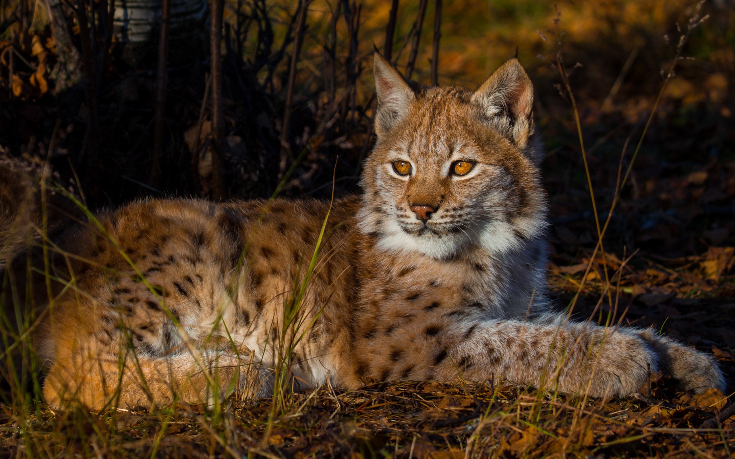 Маленькая кареглазая рысь лежит на земле 