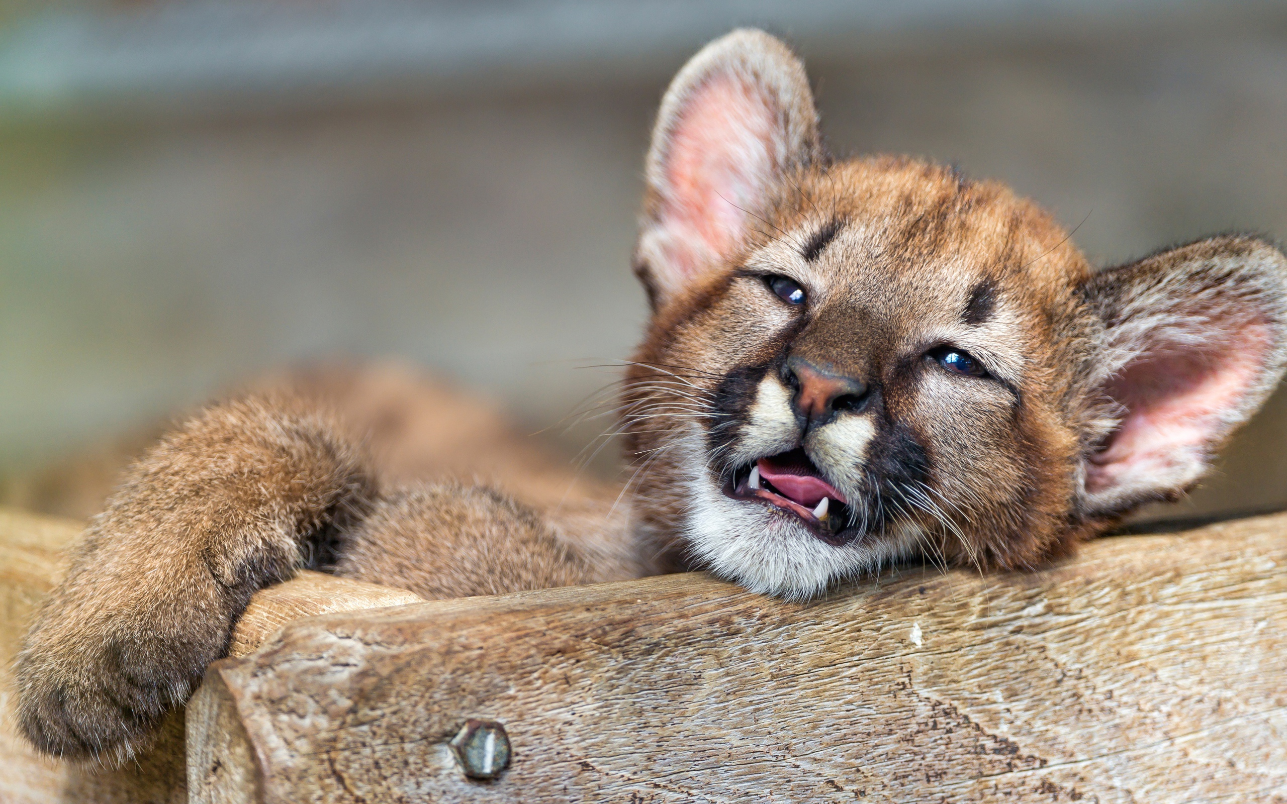 Маленький котенок пумы