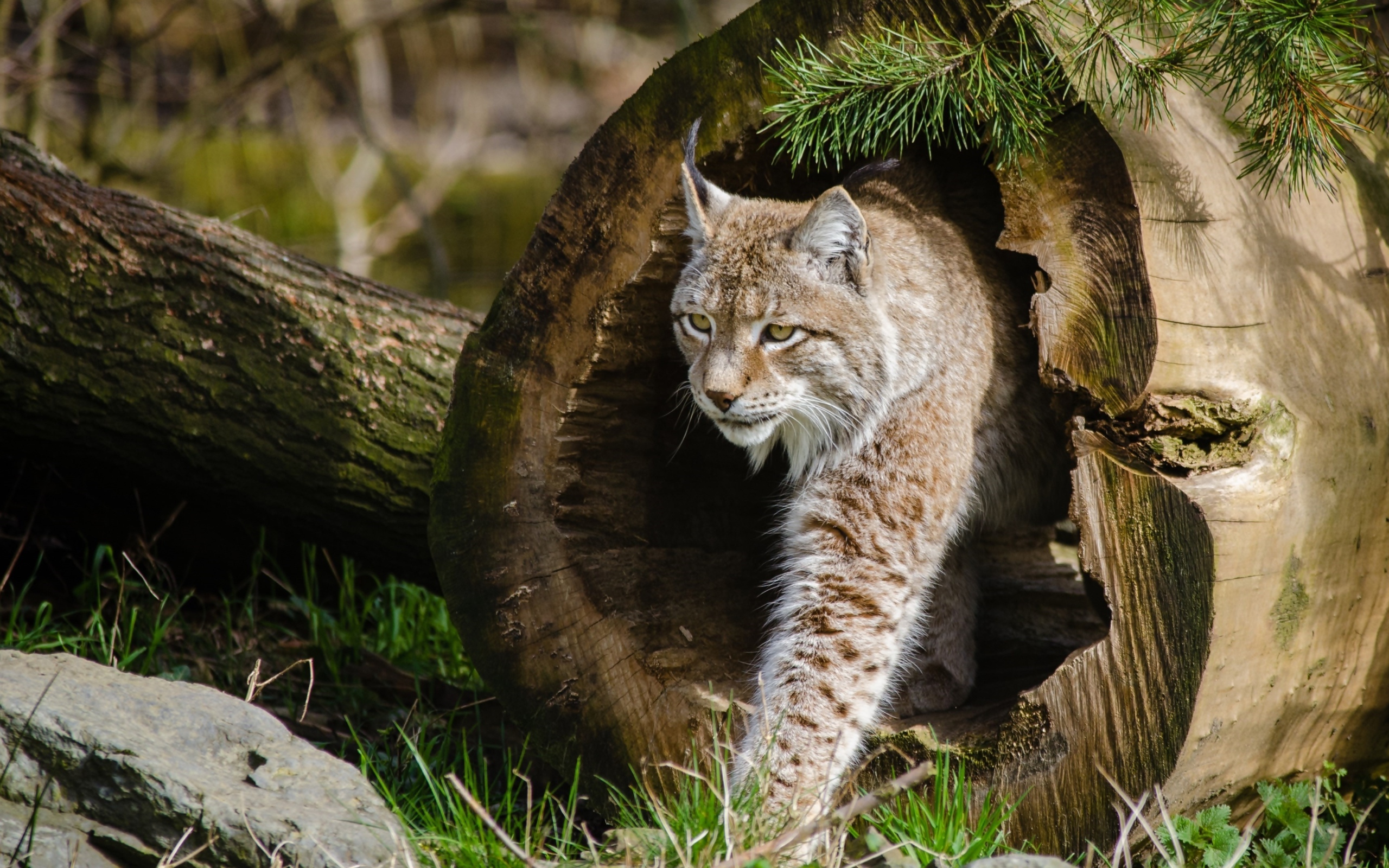 Рысь в сухом дереве в сосновом лесу