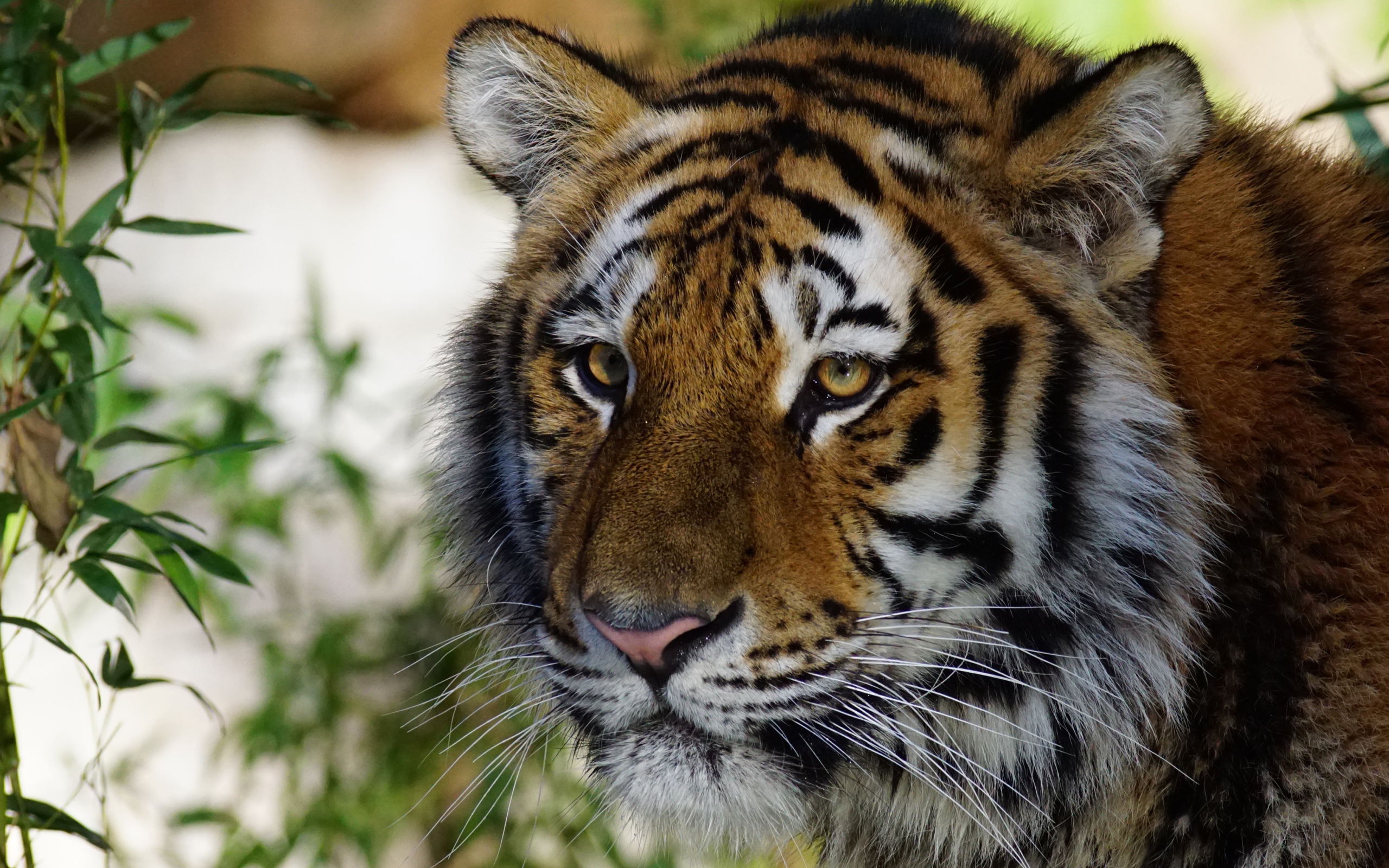 Морда большого красивого полосатого тигра крупным планом