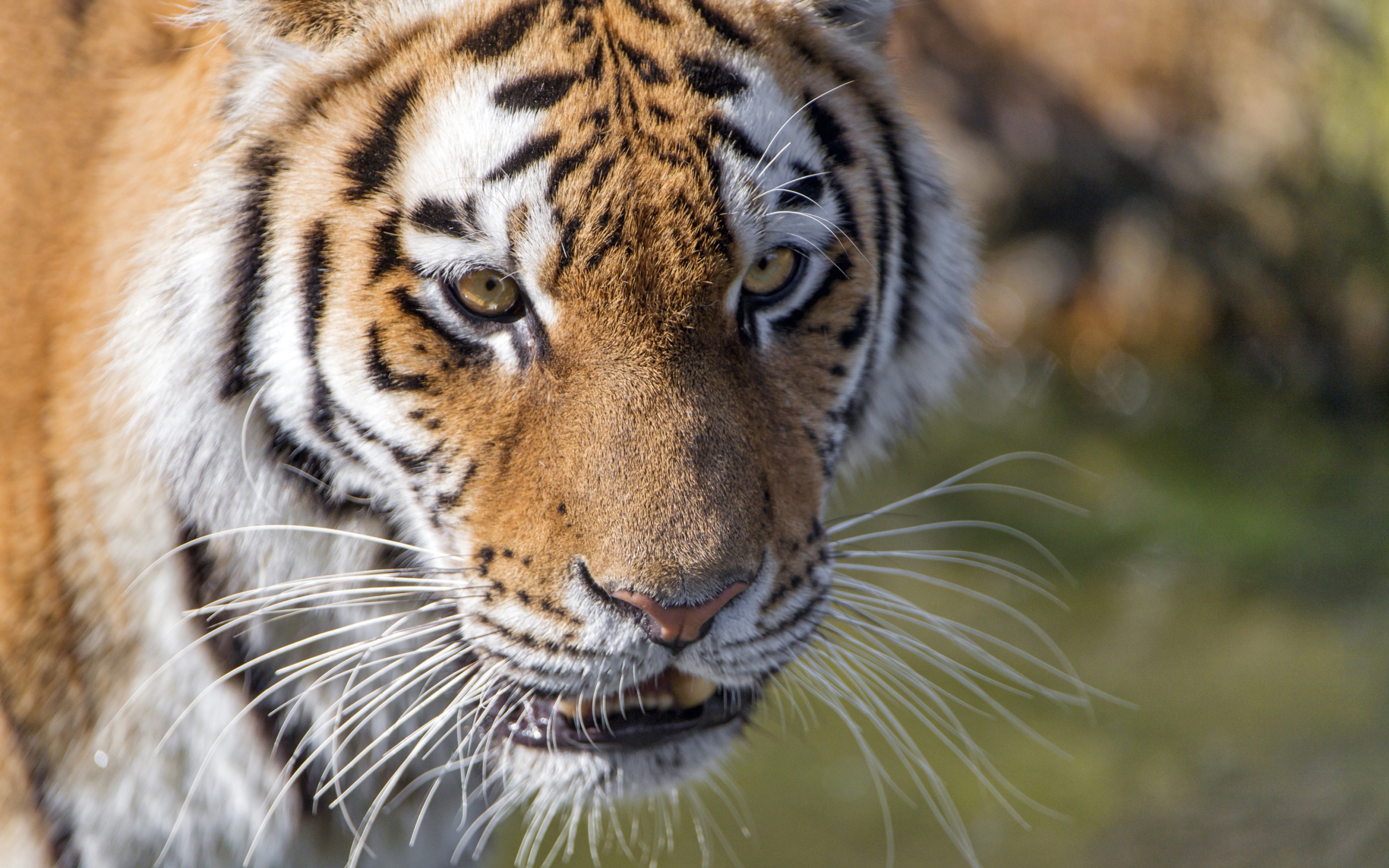 Морда большого тигра