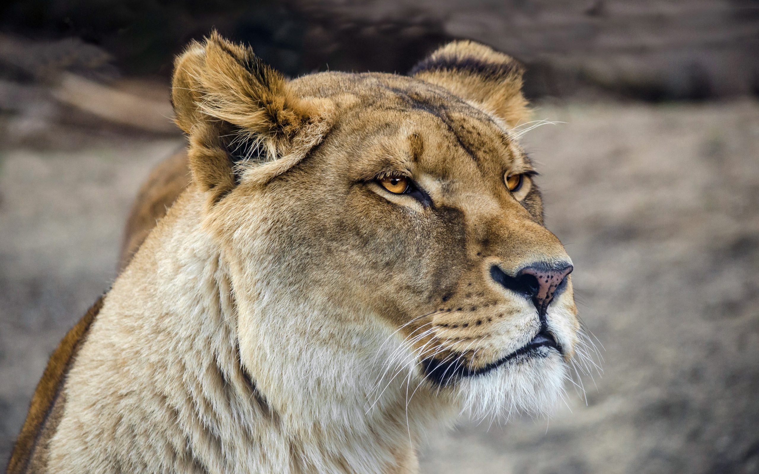 Серьезная морда большой львицы 