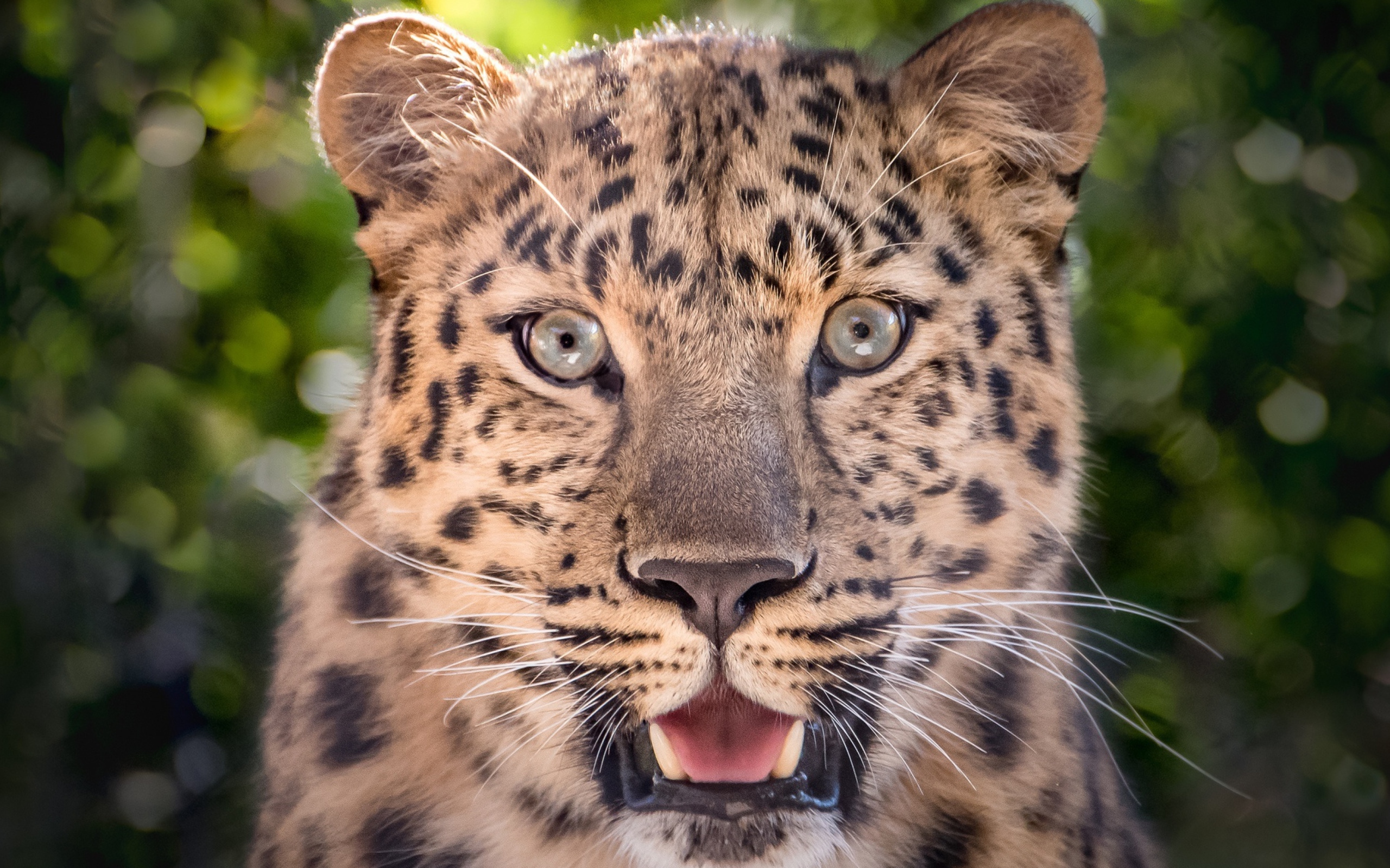 Пятнистый леопард с открытой пастью