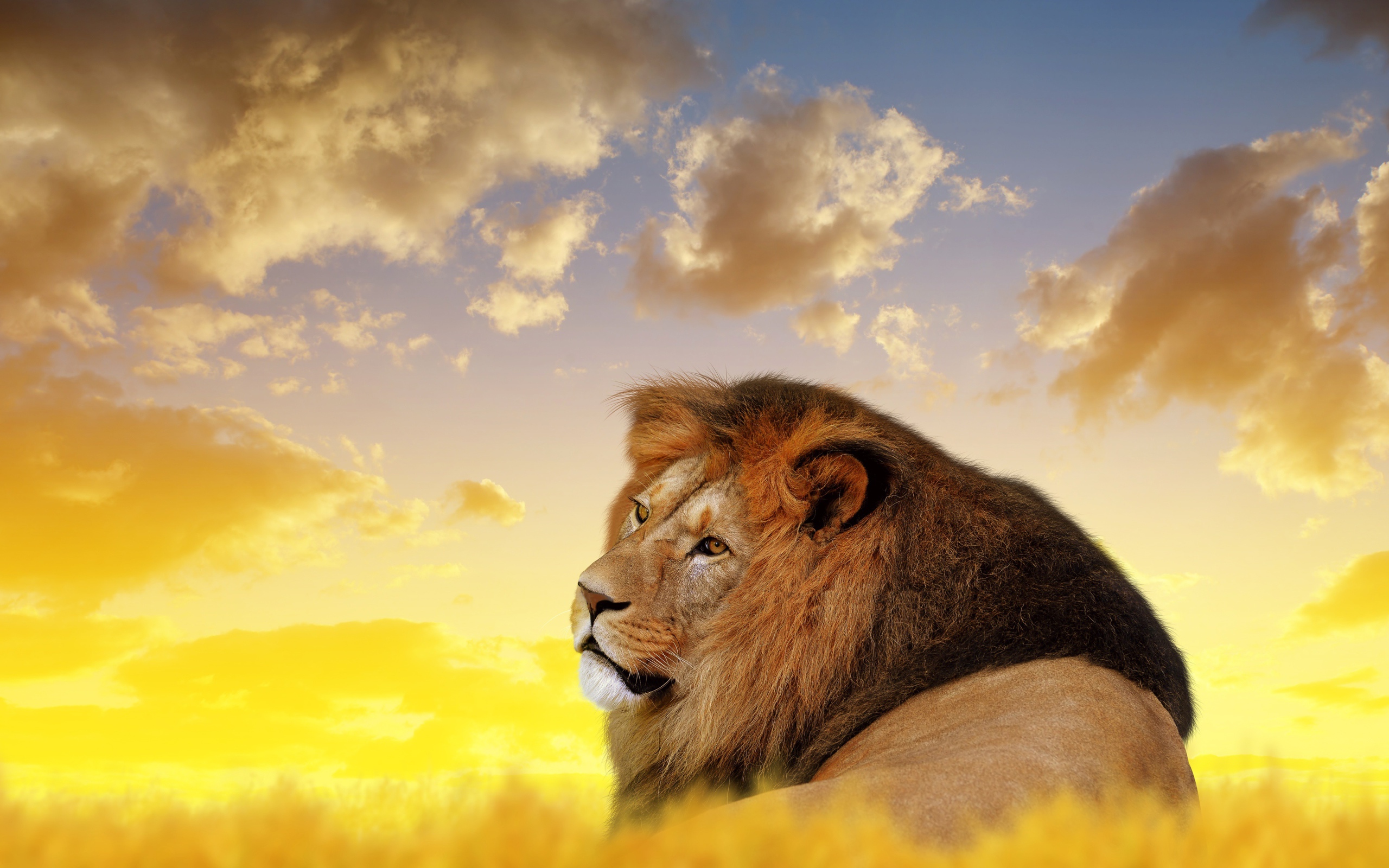 Большой лев лежит под красивым небом