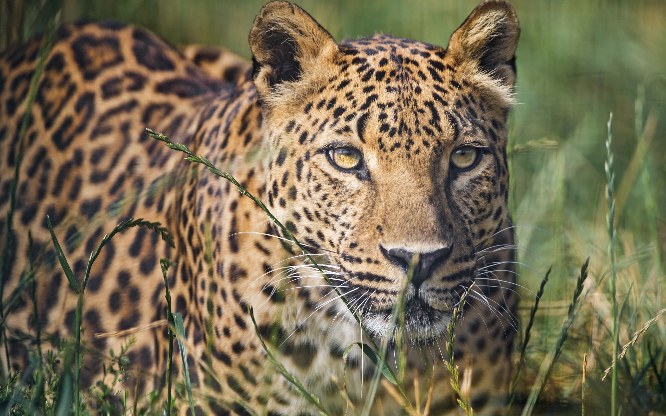 Большой пятнистый леопард сидит в траве