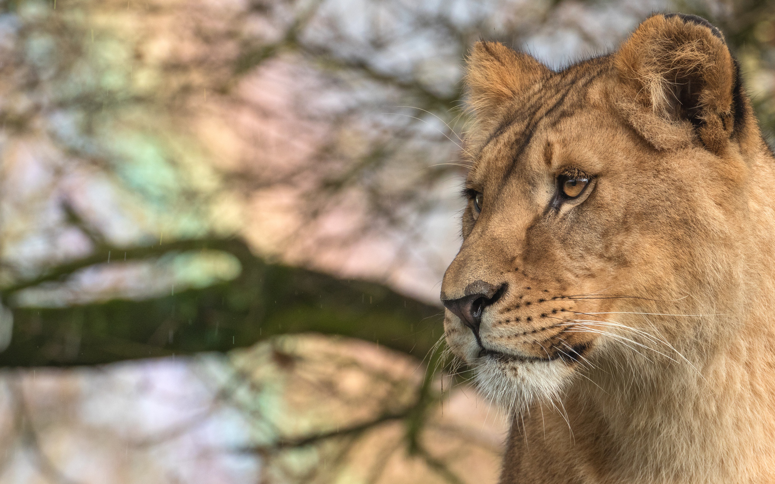 Взгляд  большой серьезной львицы