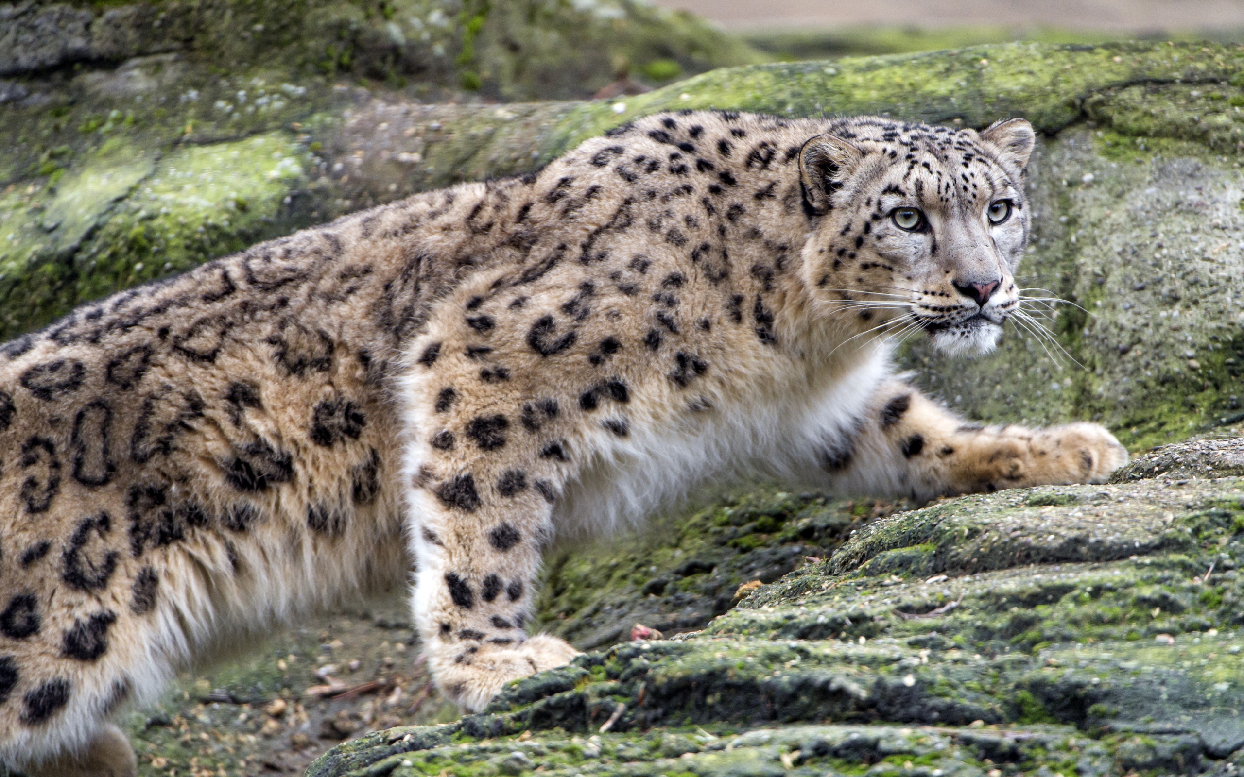 Снежный барс крадется по камням