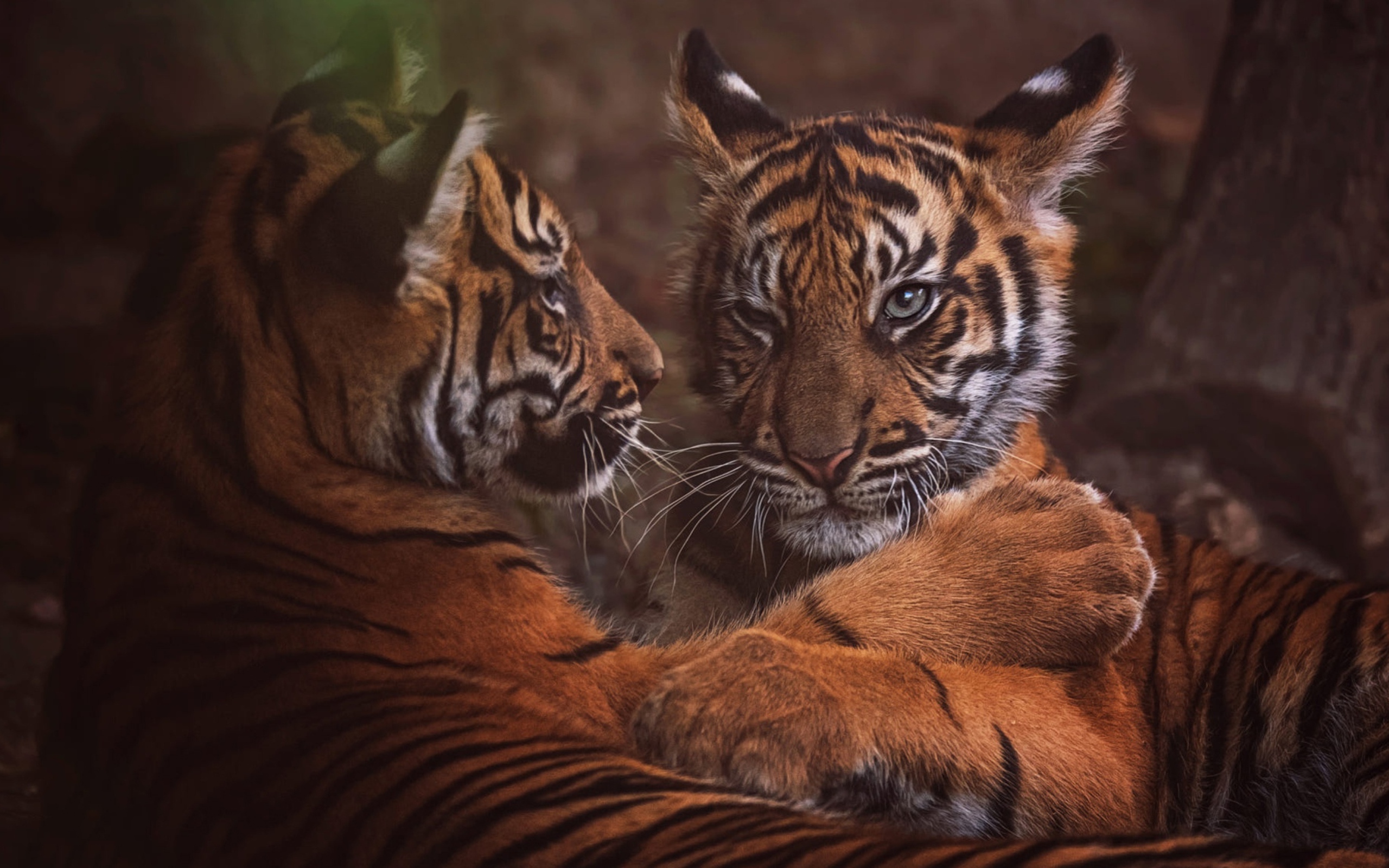 Два маленький тигренка играют