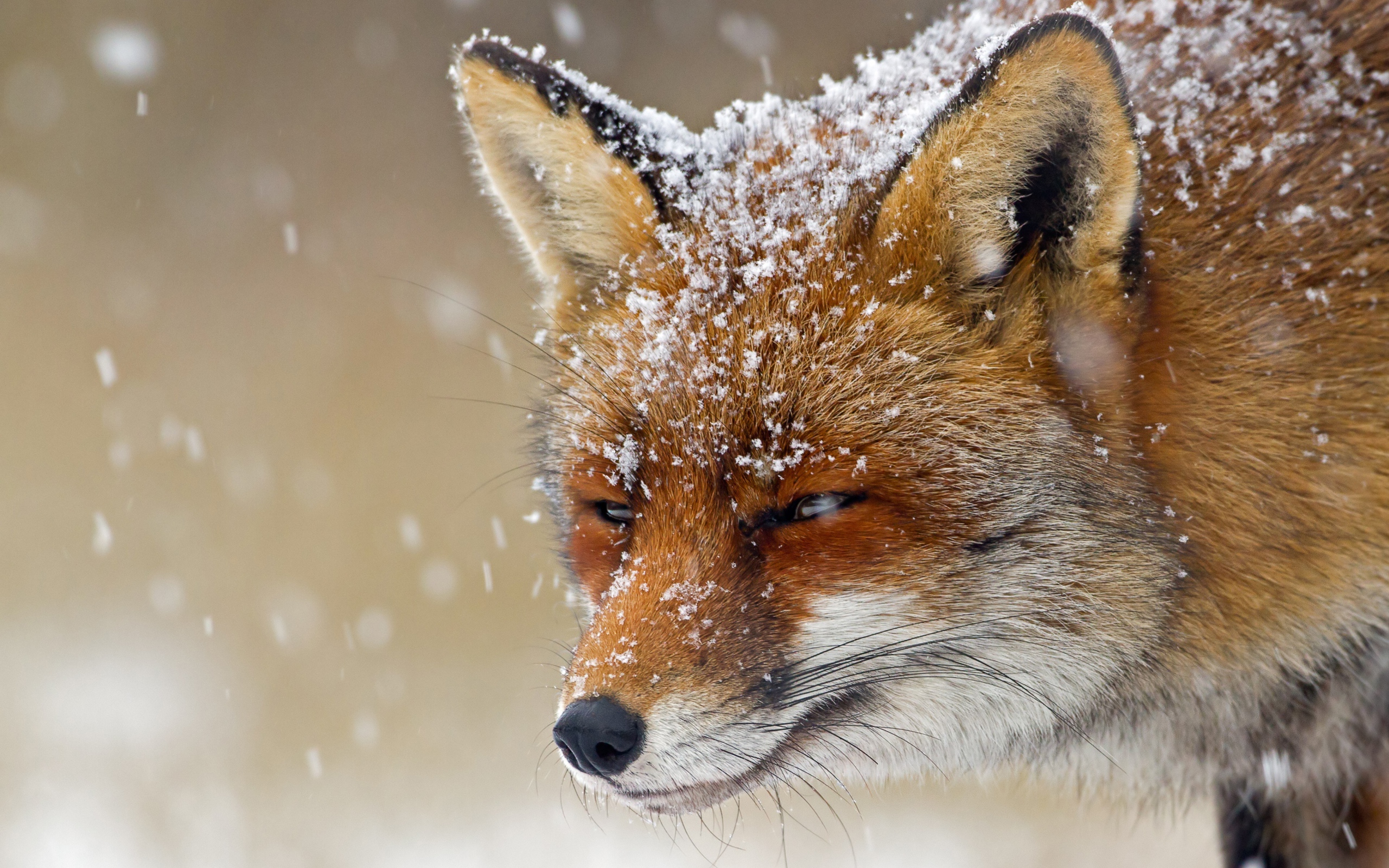 Хитрая лисья морда в снегу