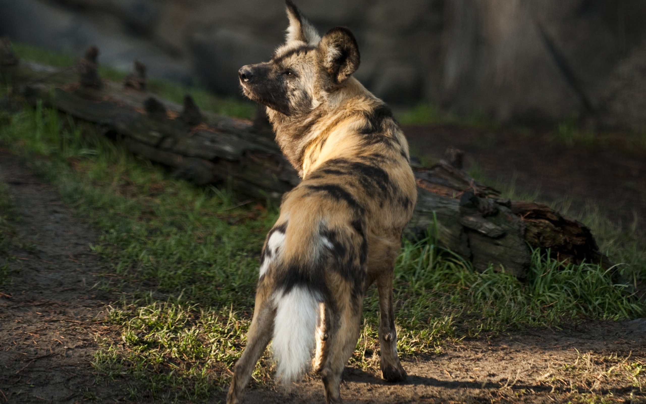 Гиена у сухого дерева 