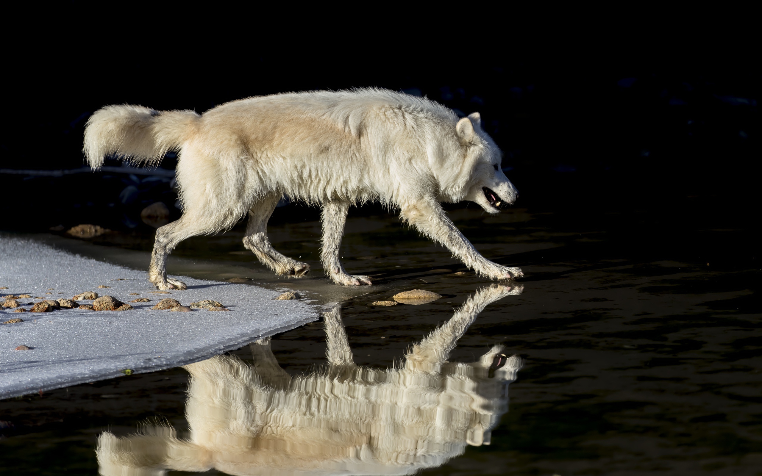 Большой белый волк отражается в воде