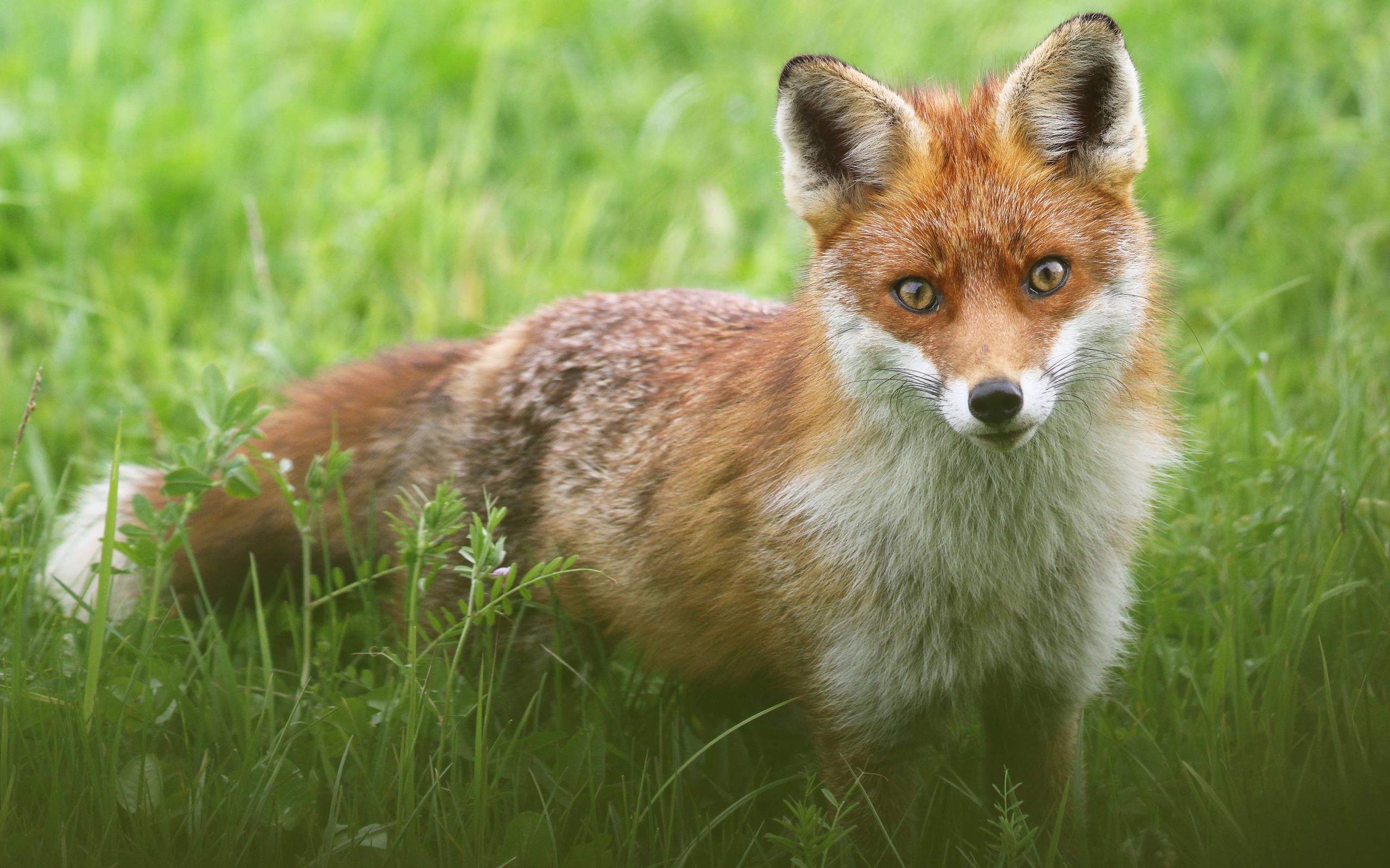 Хитрая лиса стоит в зеленой траве 